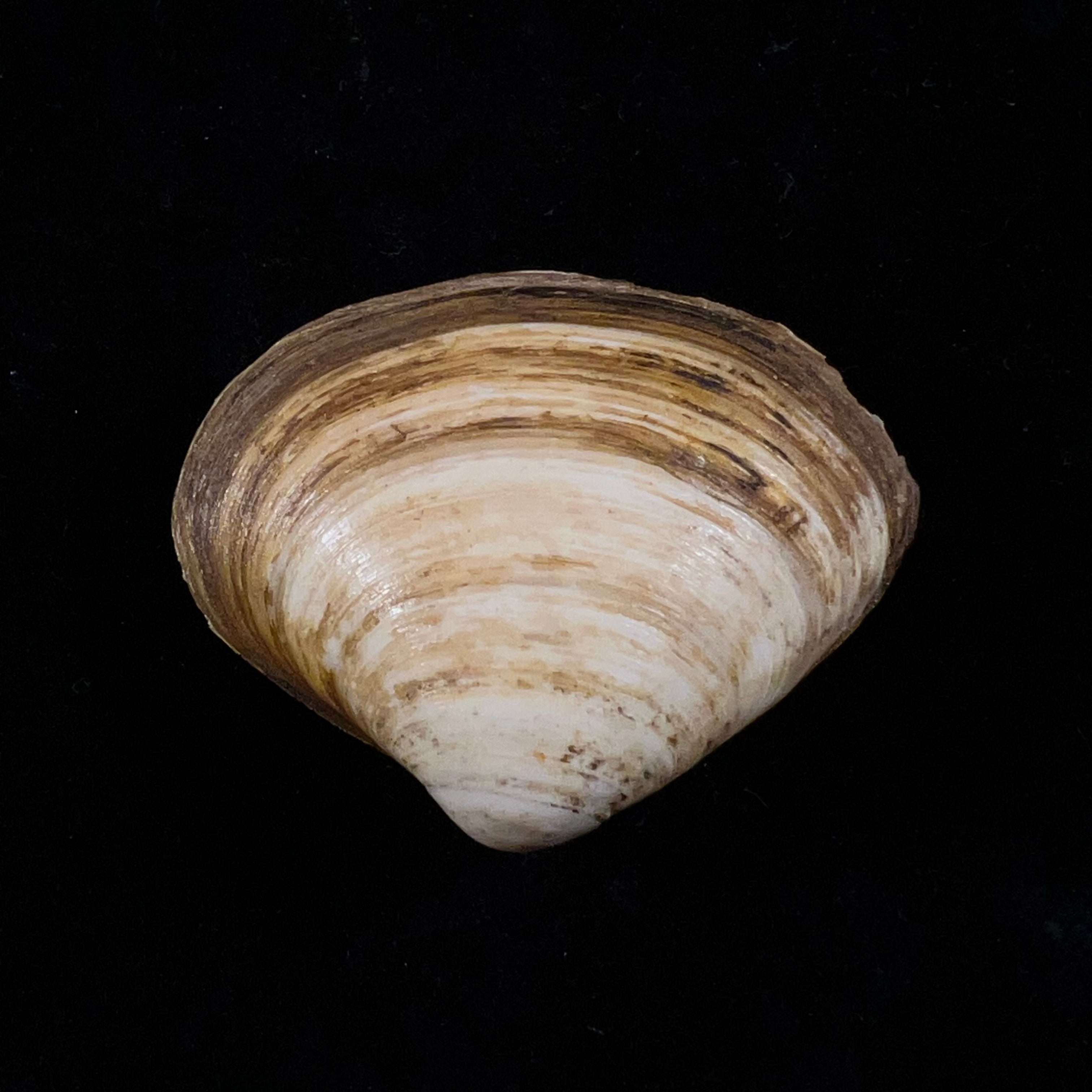 Spisula isabelleana (A. d'Orbigny, 1841) - 47,2毫米