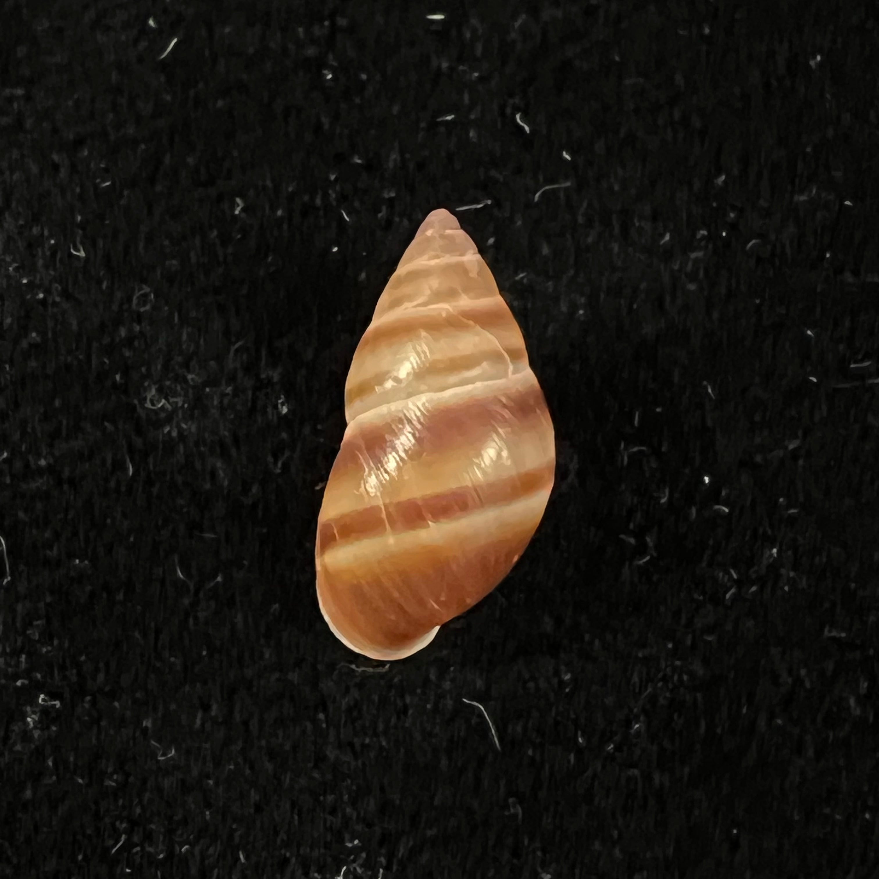 Bulimulus guadalupensis (Bruguière, 1789) - 15,1mm