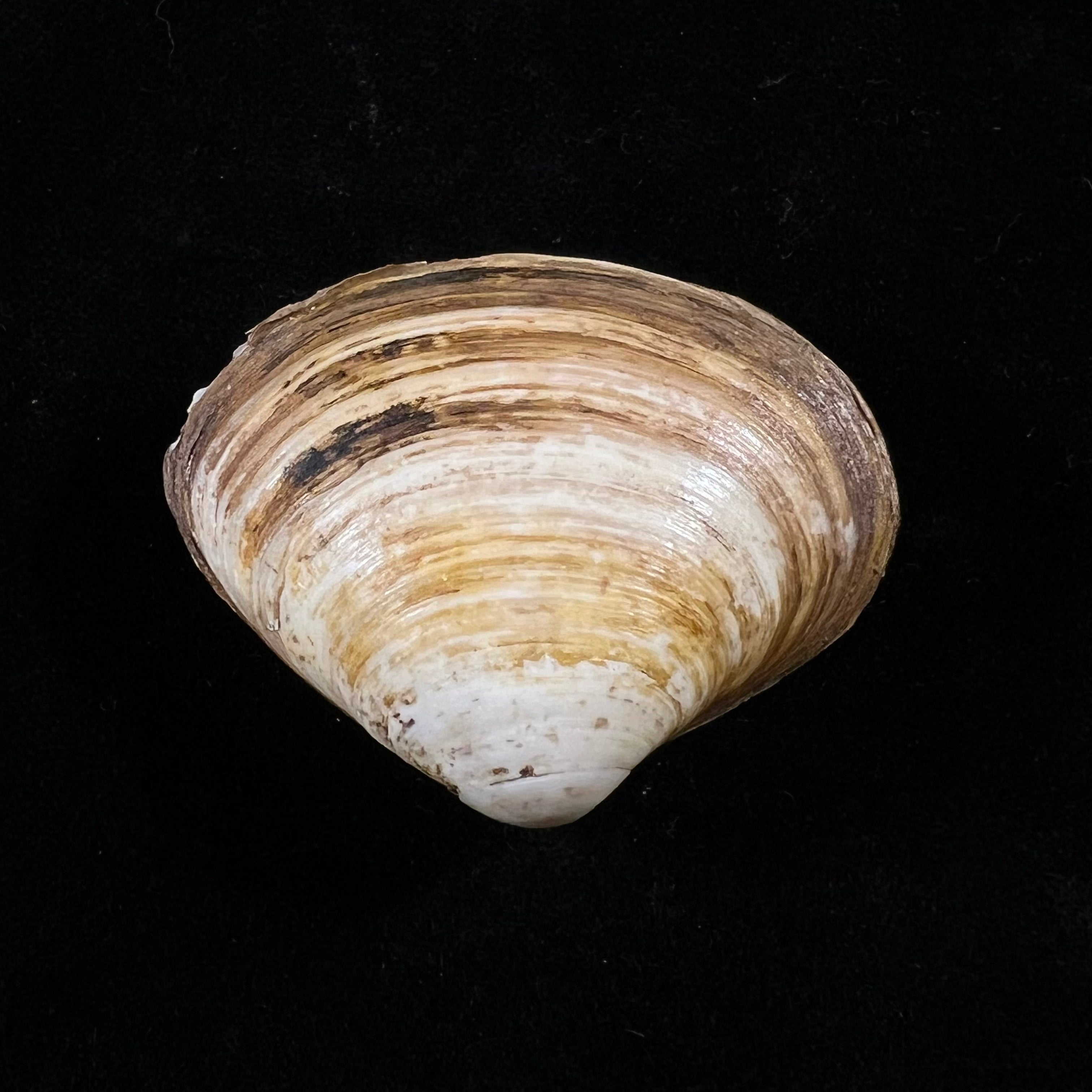 Spisula isabelleana (A. d'Orbigny, 1841) - 47,2毫米