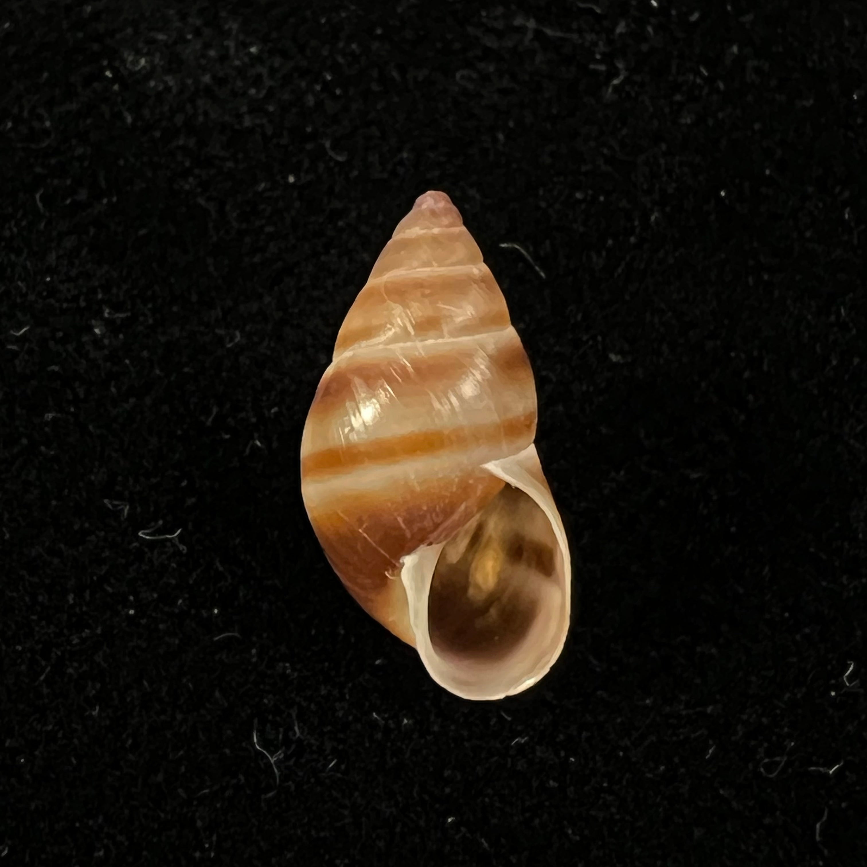 Bulimulus guadalupensis (Bruguière, 1789) - 15,1mm