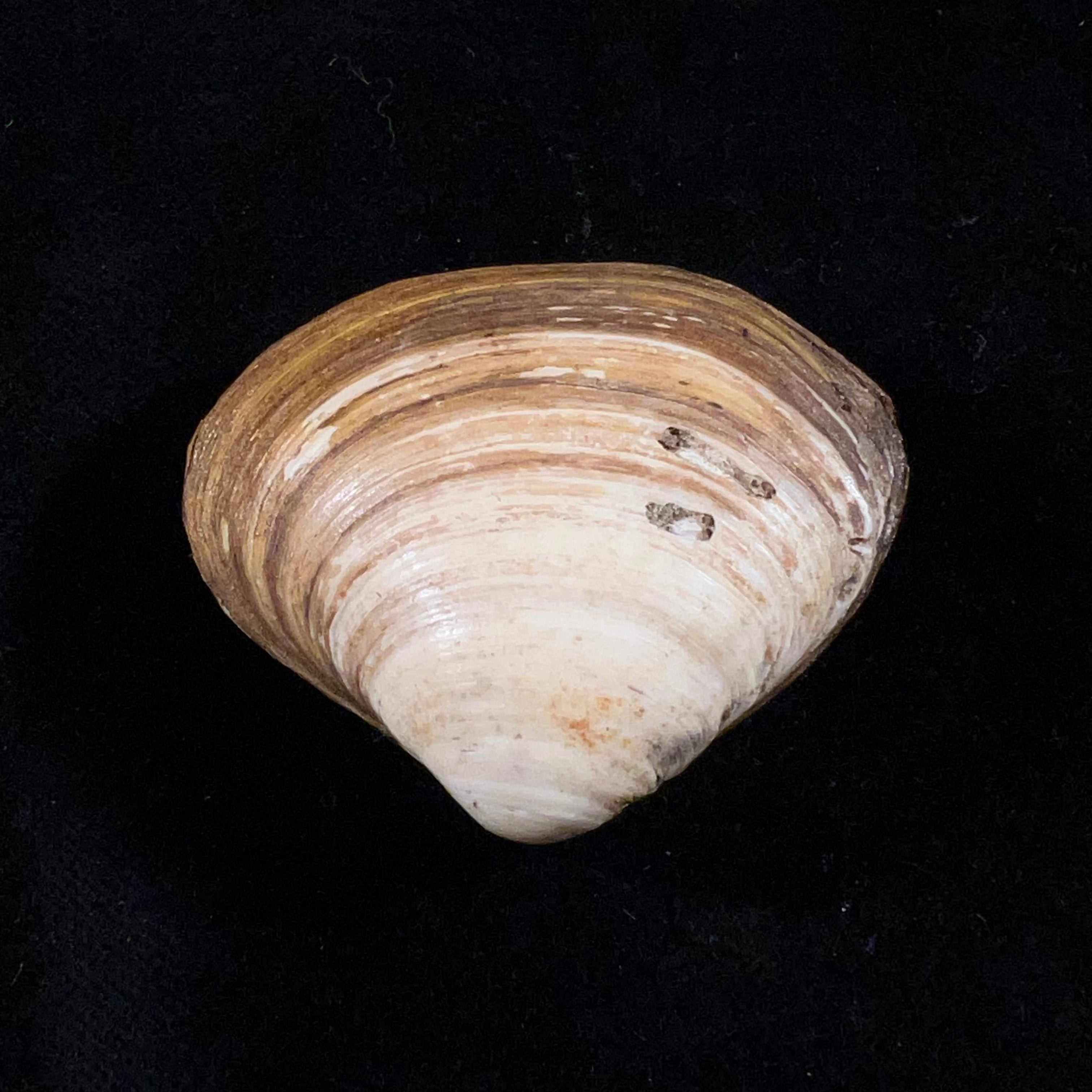Spisula isabelleana (A. d'Orbigny, 1841) - 49,2毫米