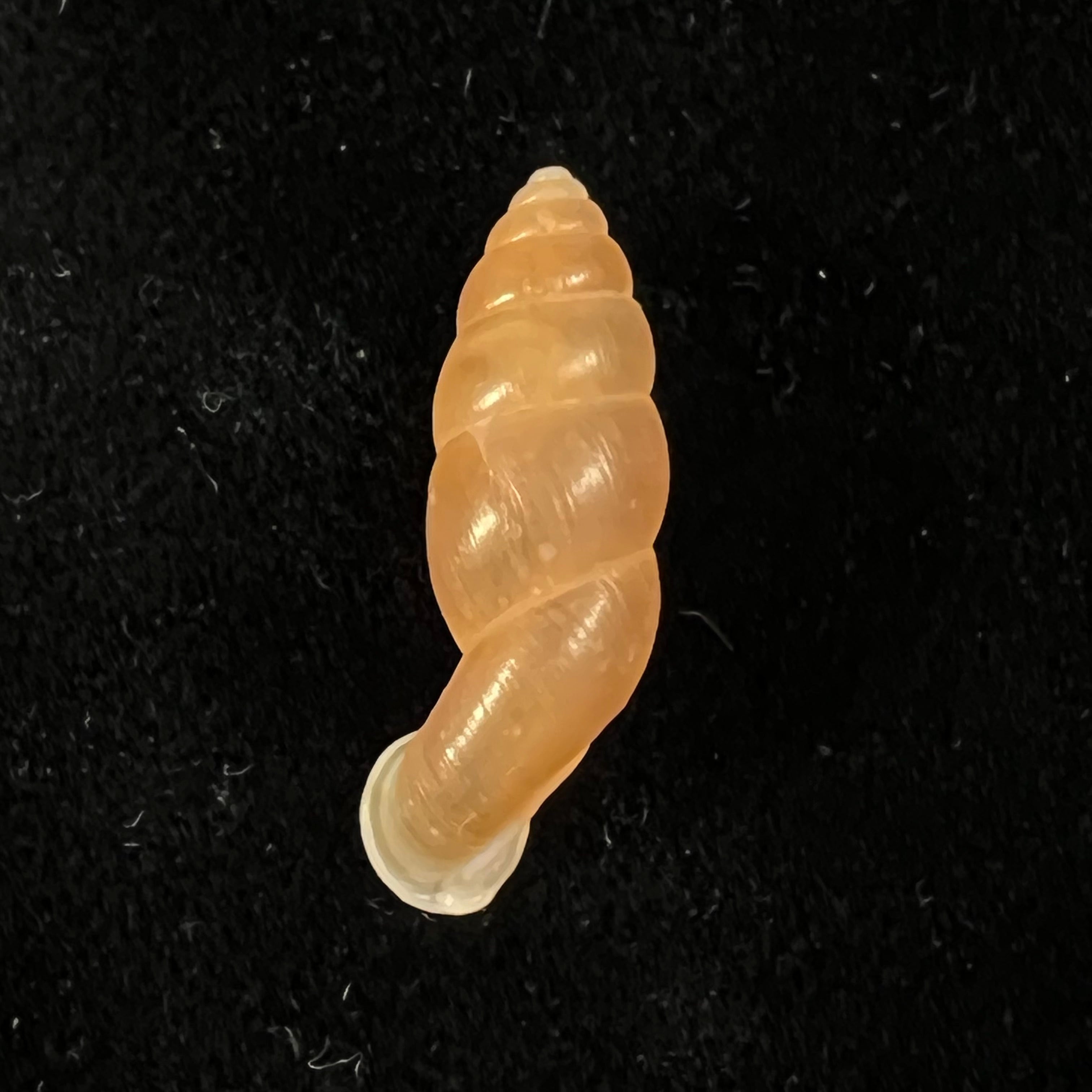 Tortulosa tortulosa Beck, 1837 - 22,8mm