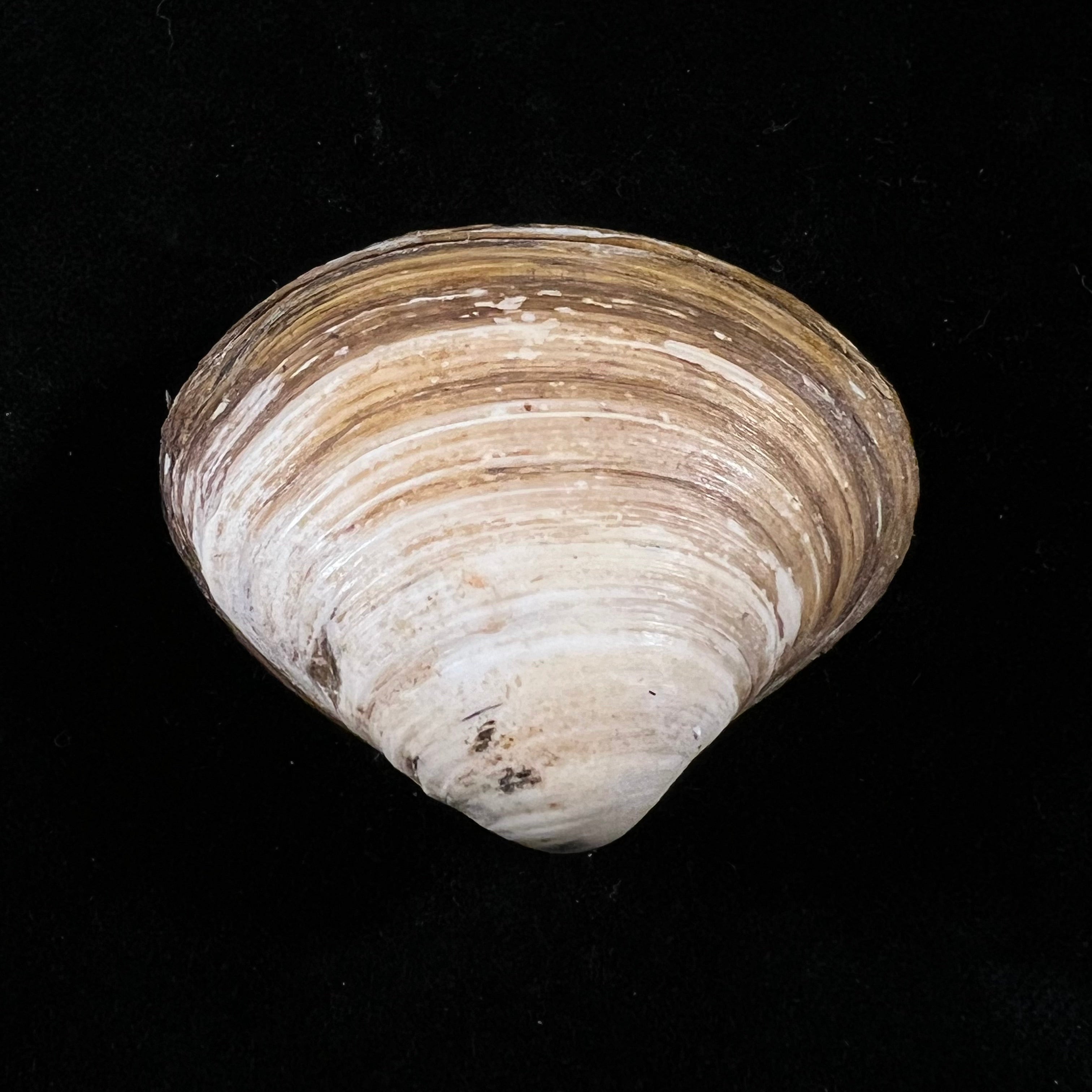 Spisula isabelleana (A. d'Orbigny, 1841) - 49,2毫米