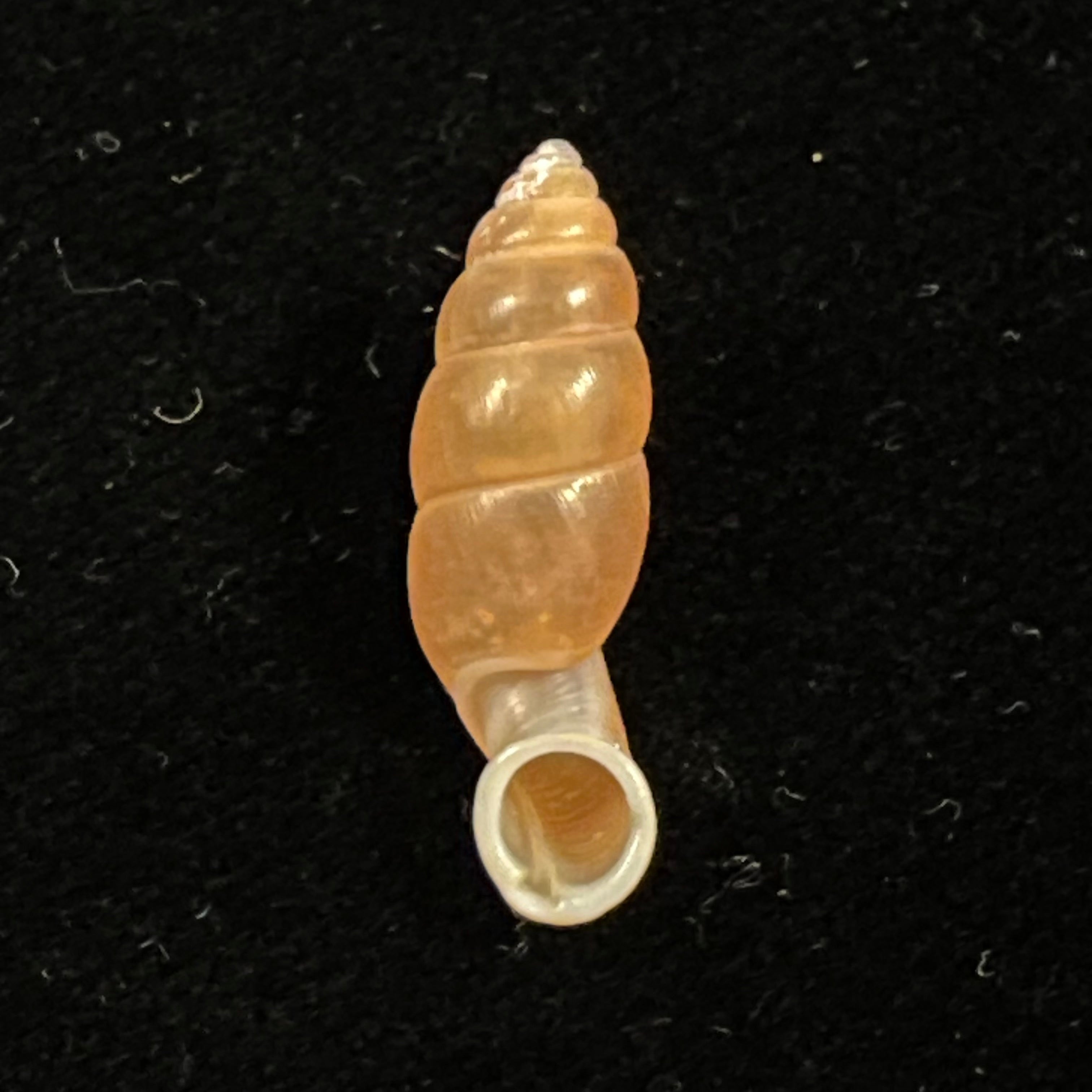 Tortulosa tortulosa Beck, 1837 - 22,8mm