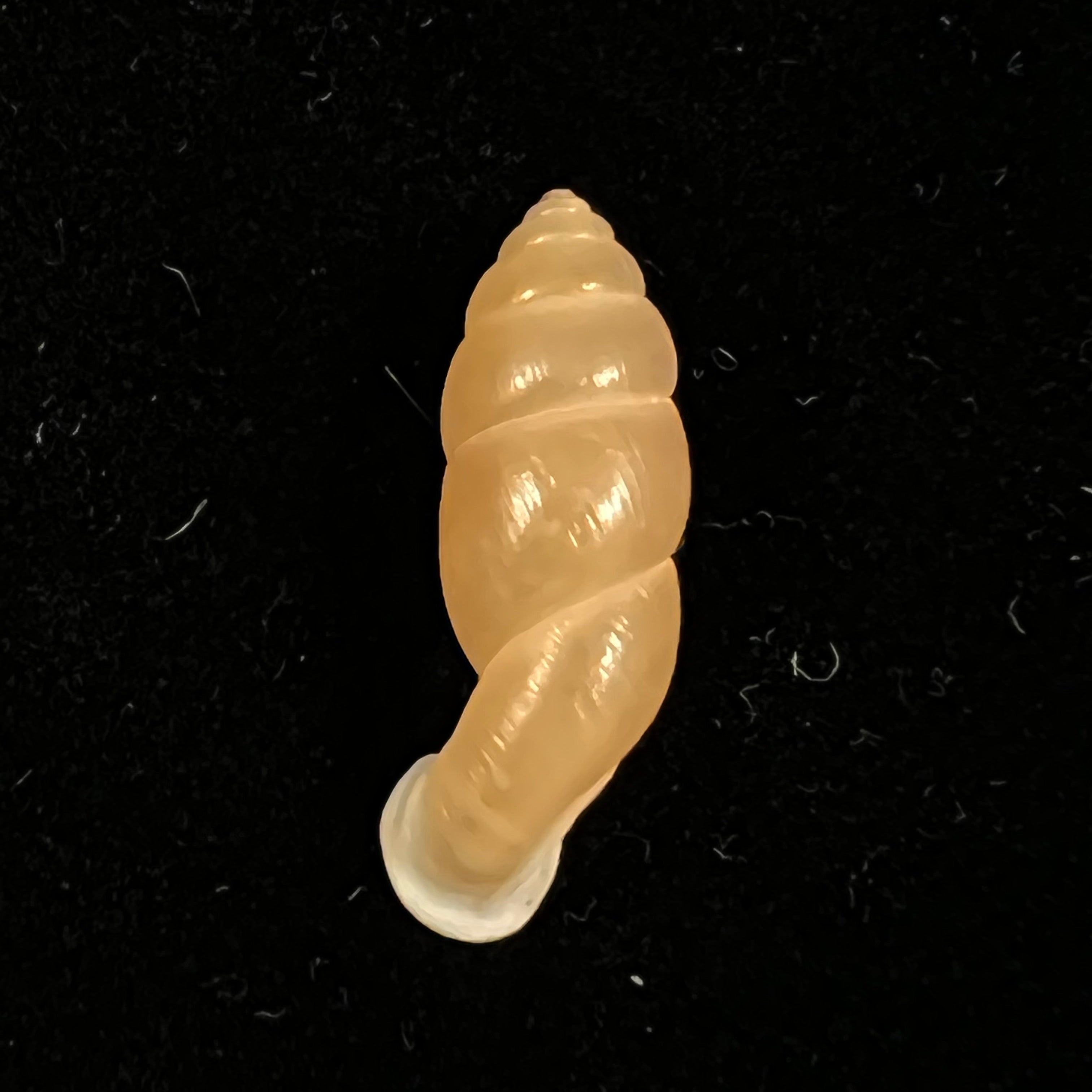 Tortulosa tortulosa Beck, 1837 - 22,2mm