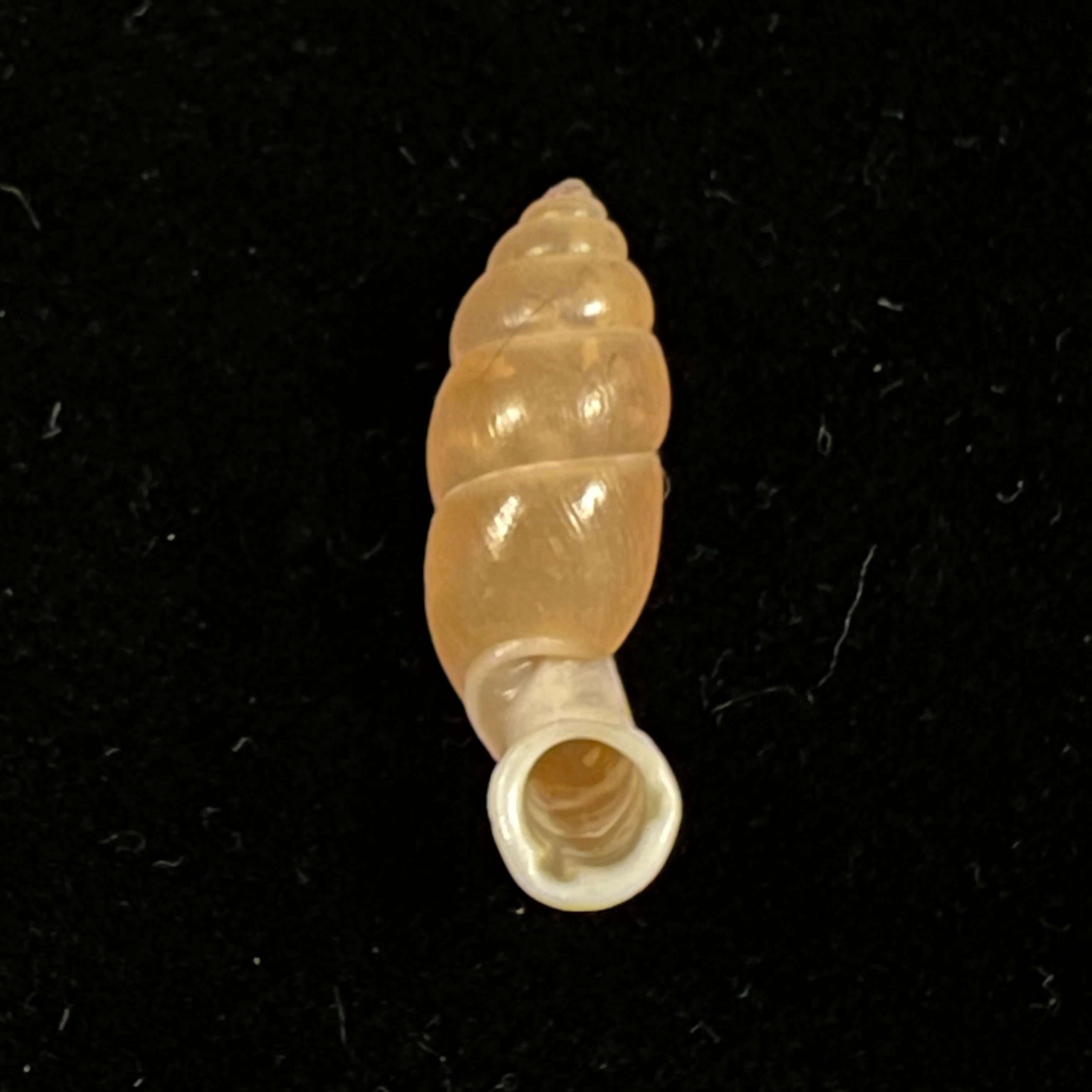 Tortulosa tortulosa Beck, 1837 - 22,2mm