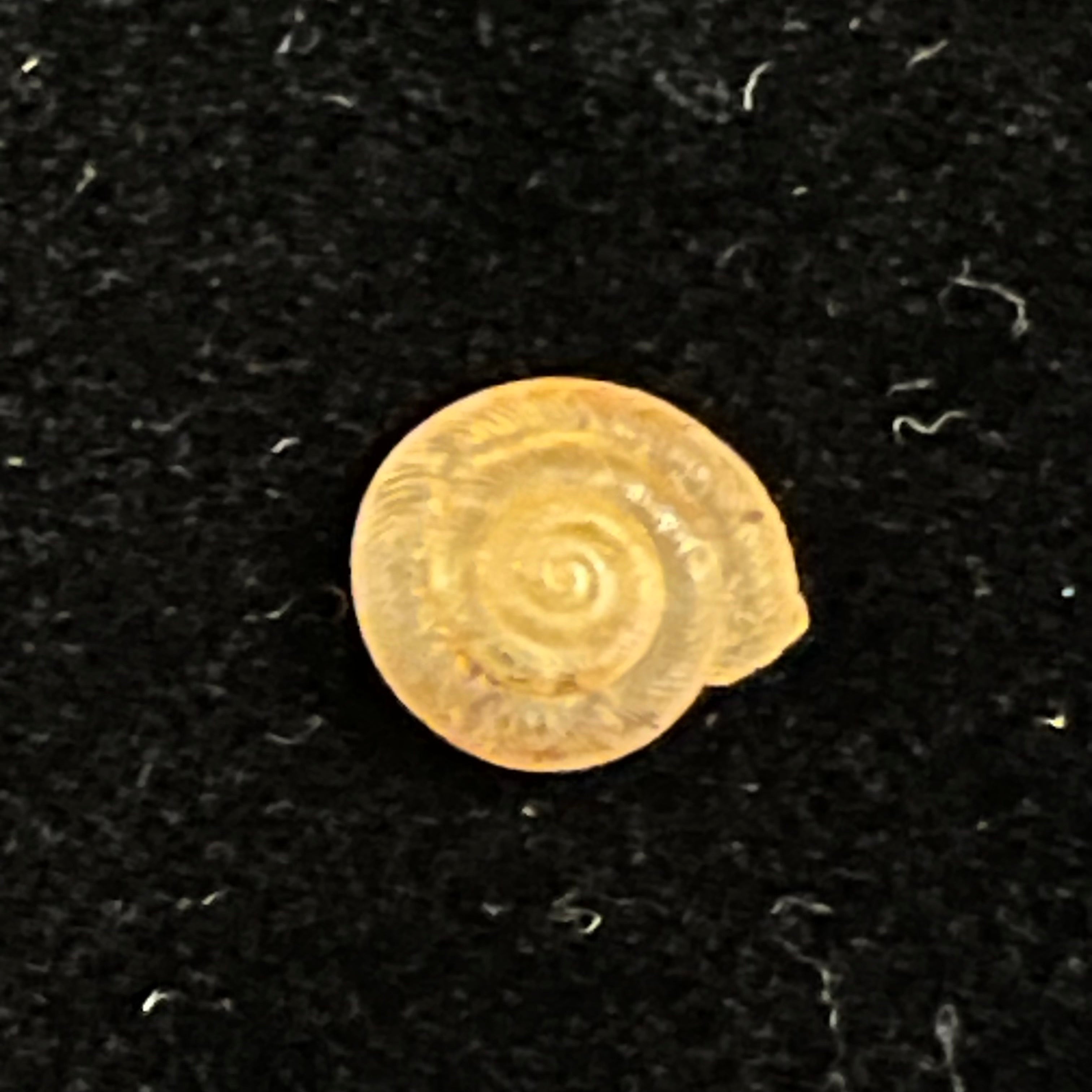 Caracollina lenticula (Michaud, 1831) - 7mm