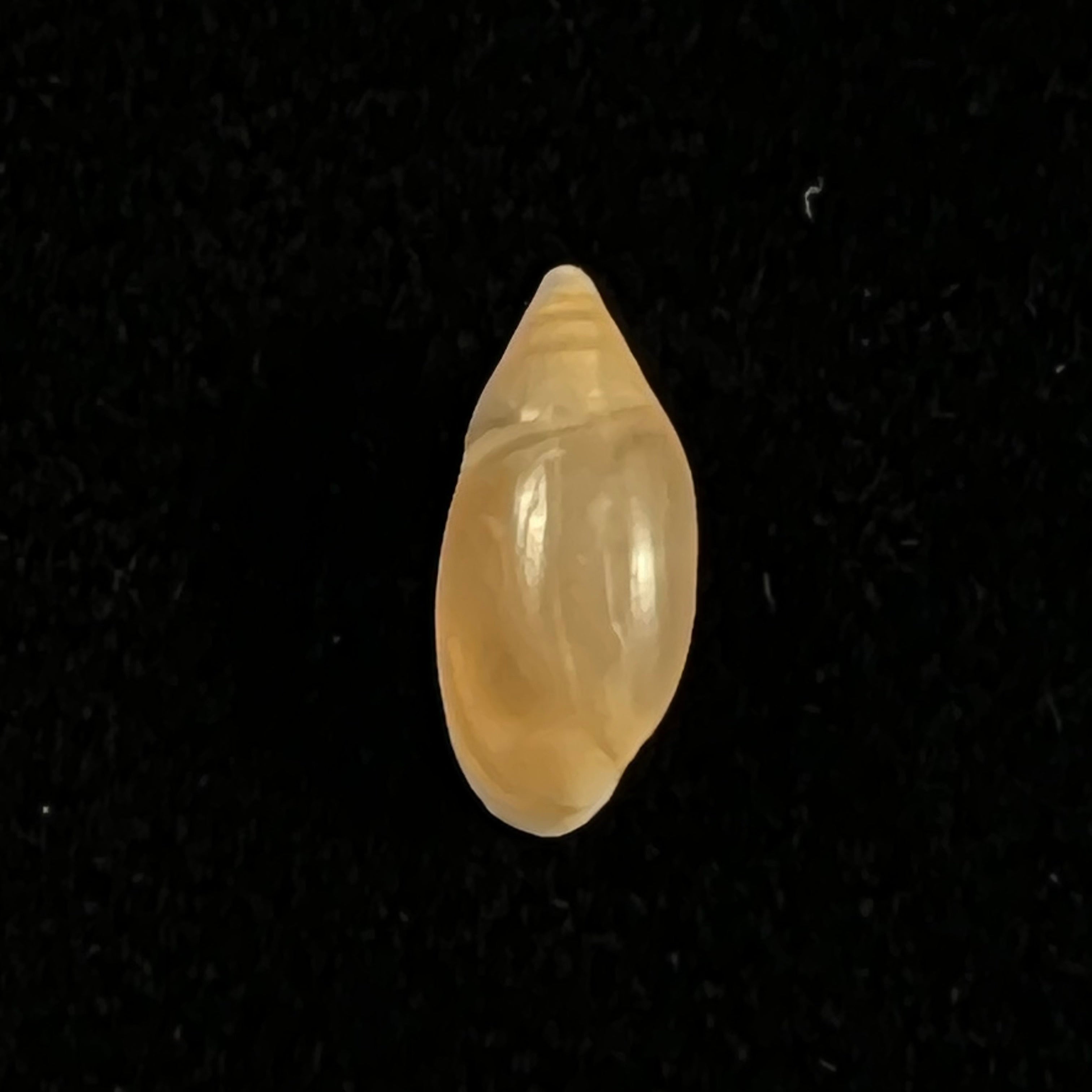 Amphorella melampoides (R. T. Lowe, 1831) - 9,8mm