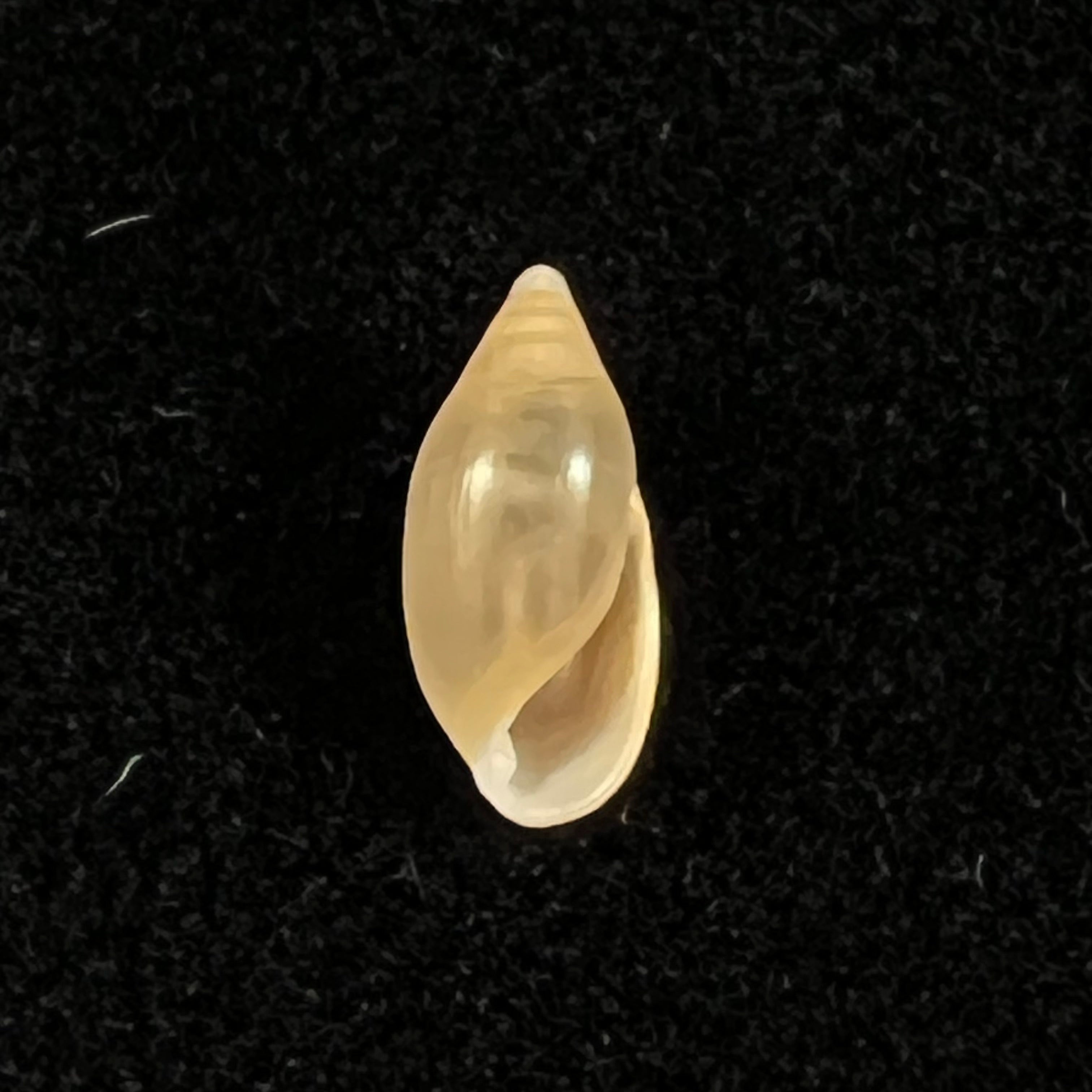 Amphorella melampoides (R. T. Lowe, 1831) - 9,8mm