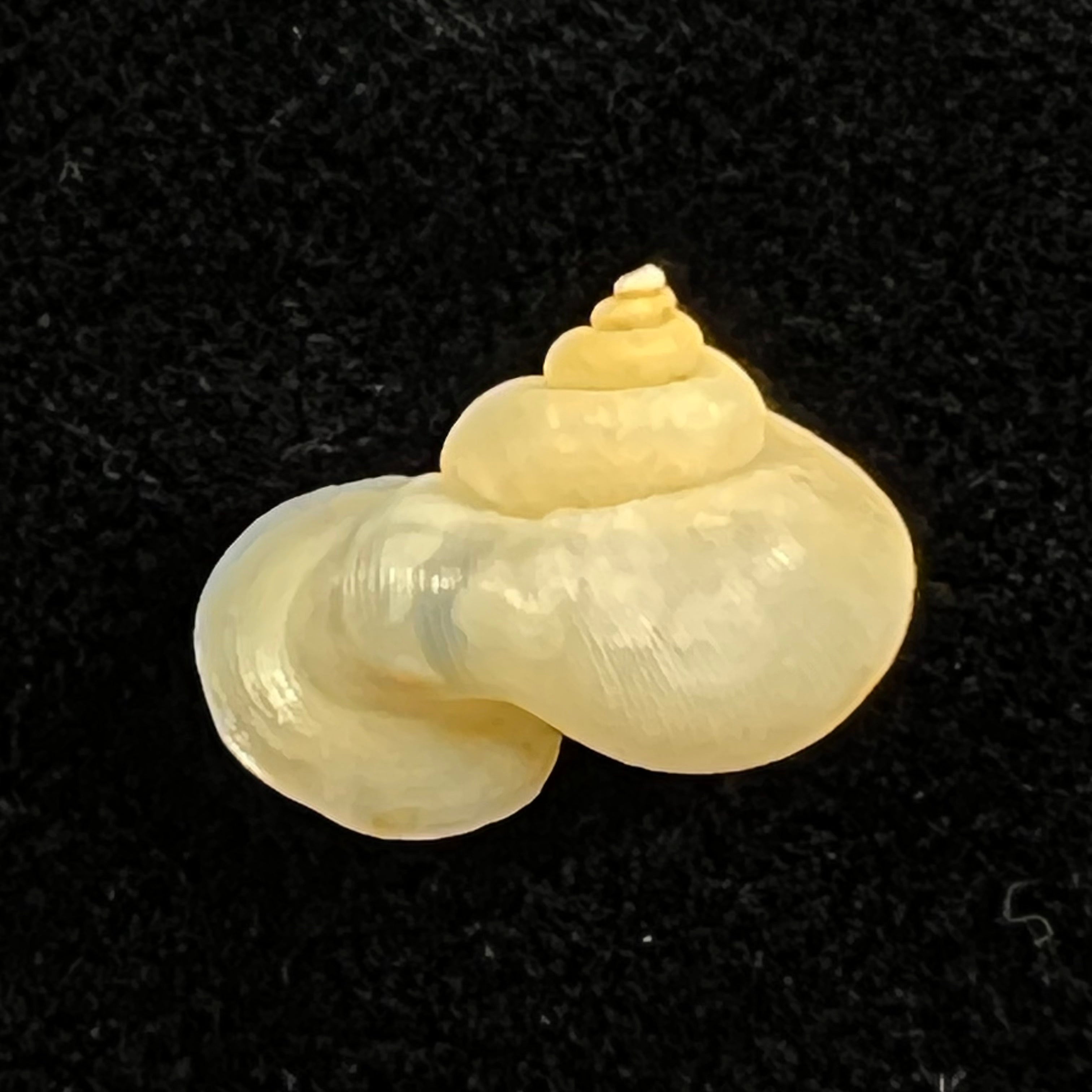 Alycaeus somnueki Panha & Patamakanthin, 1999 - 12,9mm