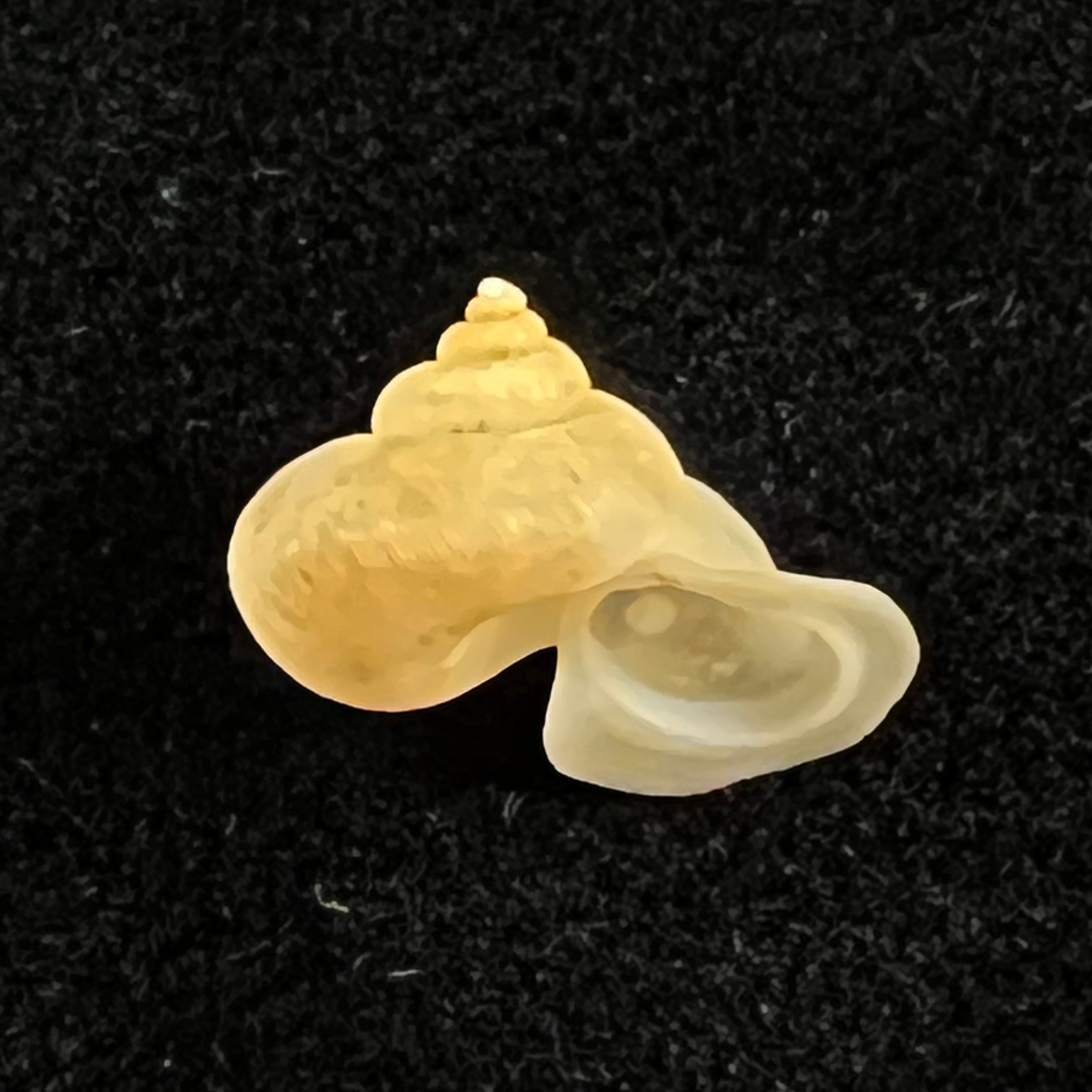 Alycaeus somnueki Panha & Patamakanthin, 1999 - 12,9mm