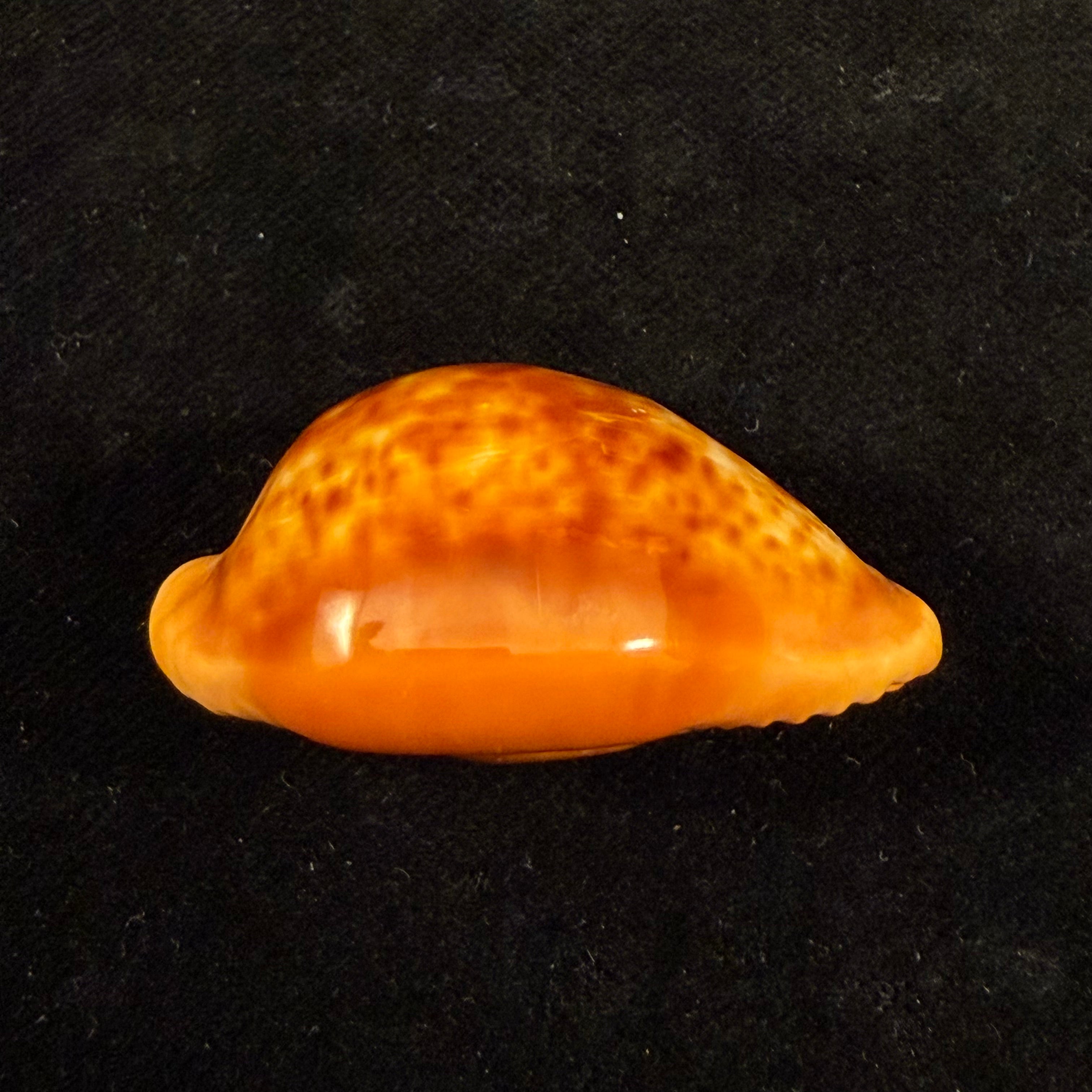 Propustularia surinamensis (G. Perry, 1811) - 40,5mm