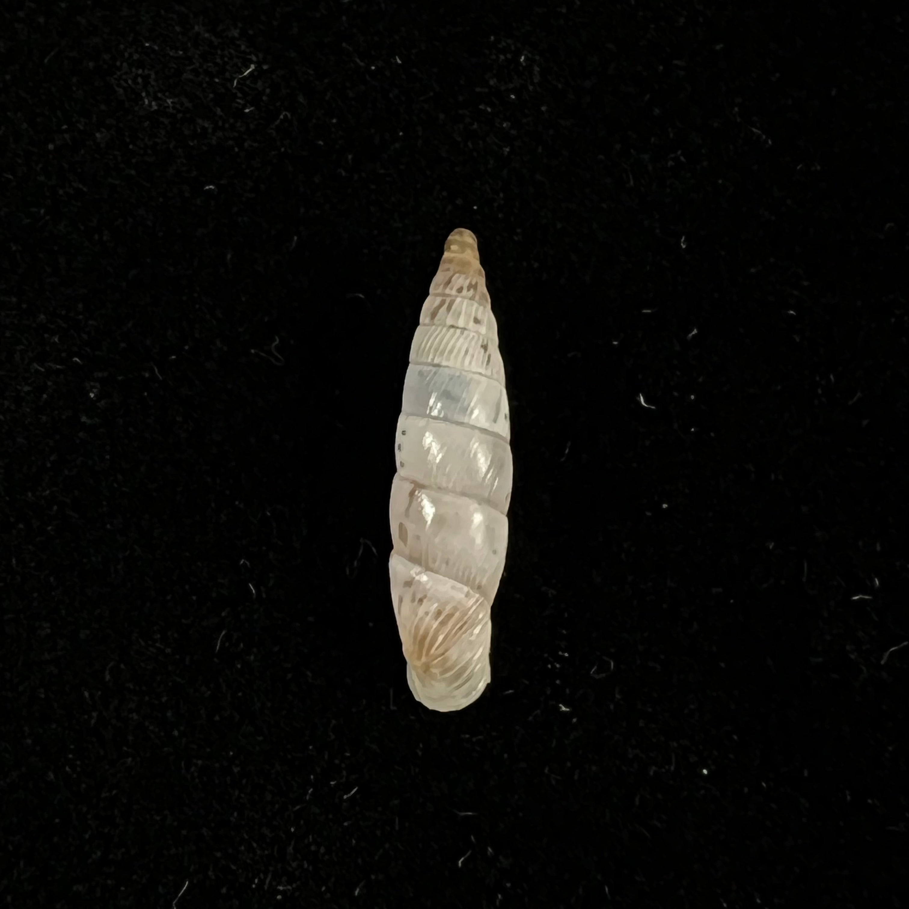 Albinaria eburnea inflaticollis H. Nordsieck, 2004 - 15,8mm