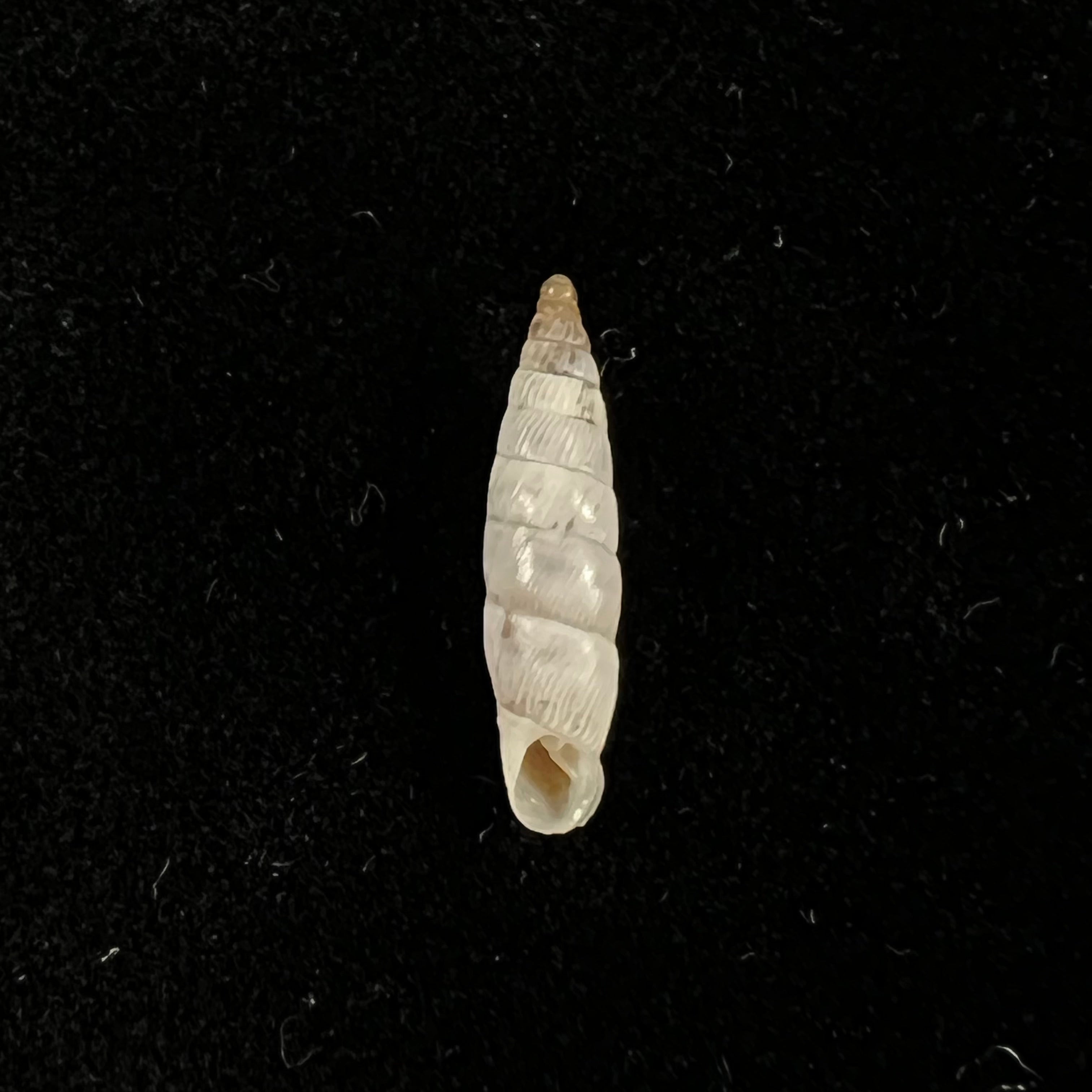 Albinaria eburnea inflaticollis H. Nordsieck, 2004 - 15,8mm