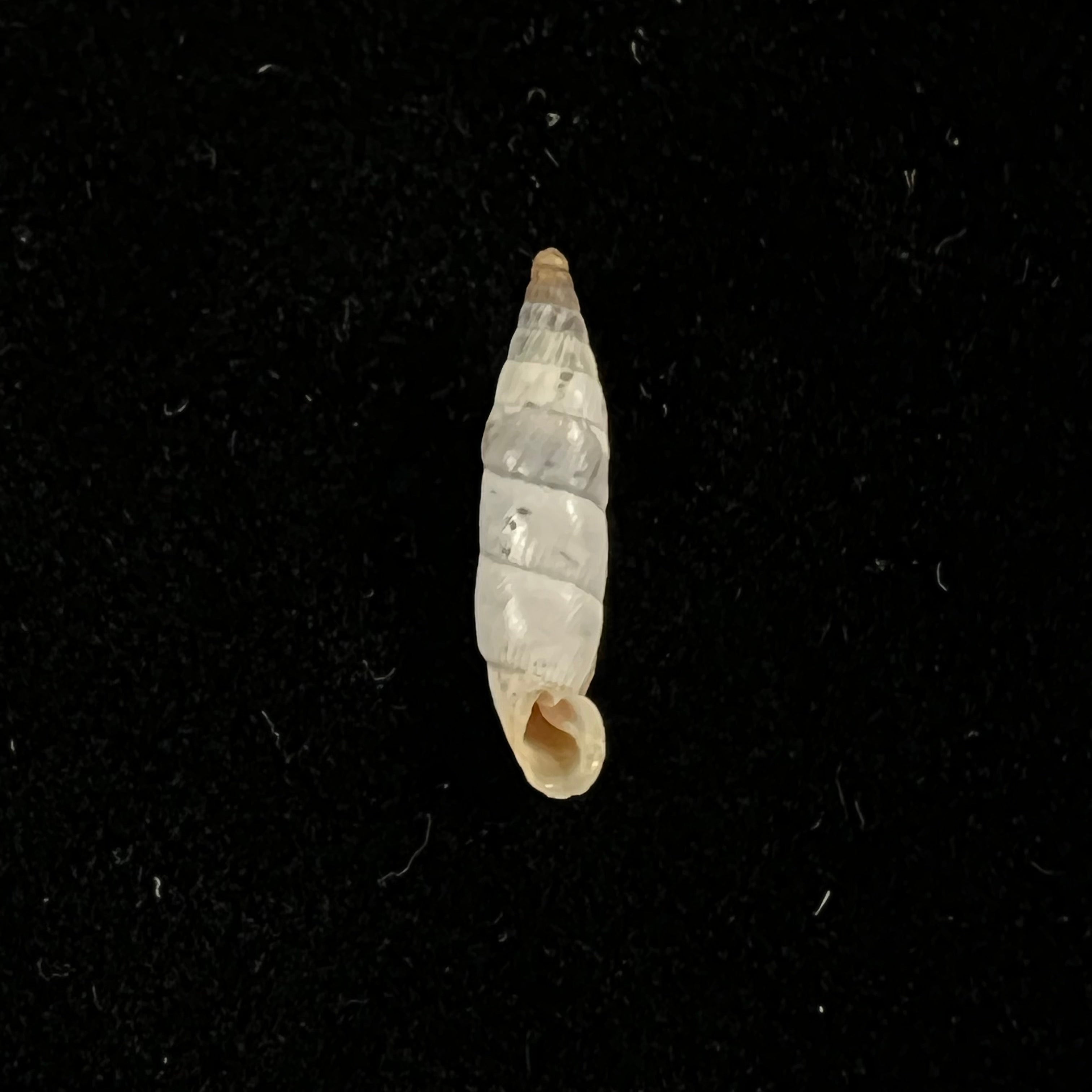 Albinaria eburnea inflaticollis H. Nordsieck, 2004 - 15,9mm