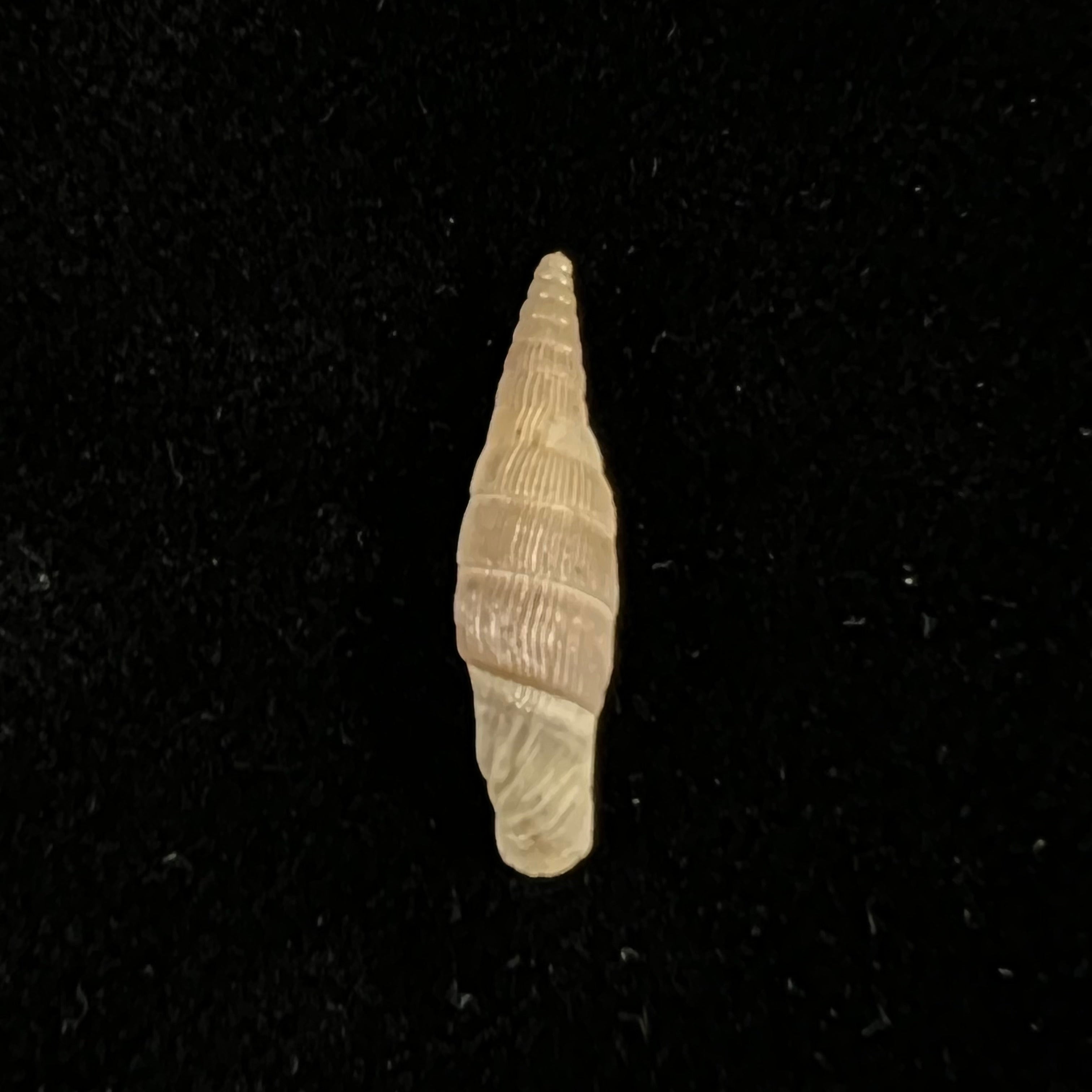 Albinaria leonisorum (Boettger, 1901) - 19mm