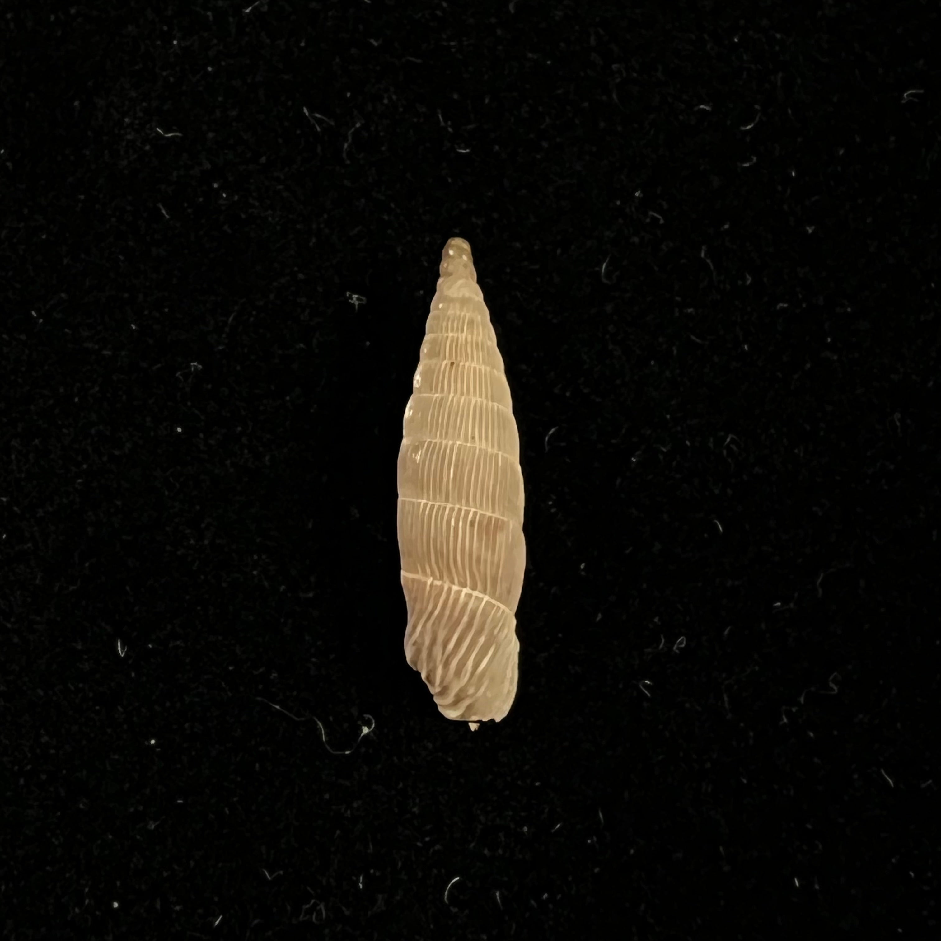 Albinaria leonisorum (Boettger, 1901) - 17,1mm