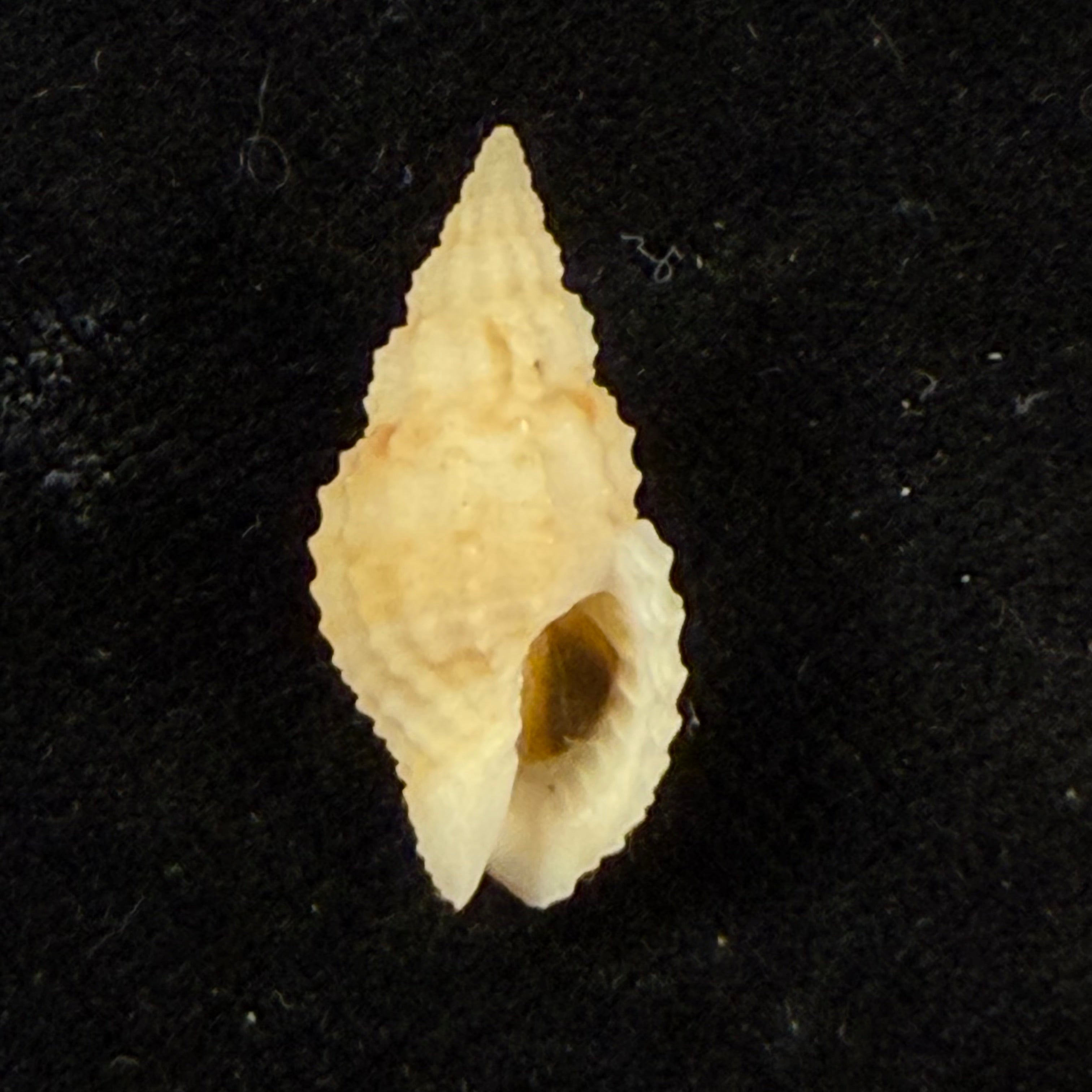 Antillophos candeanus (A. d'Orbigny, 1853) - 19,8mm