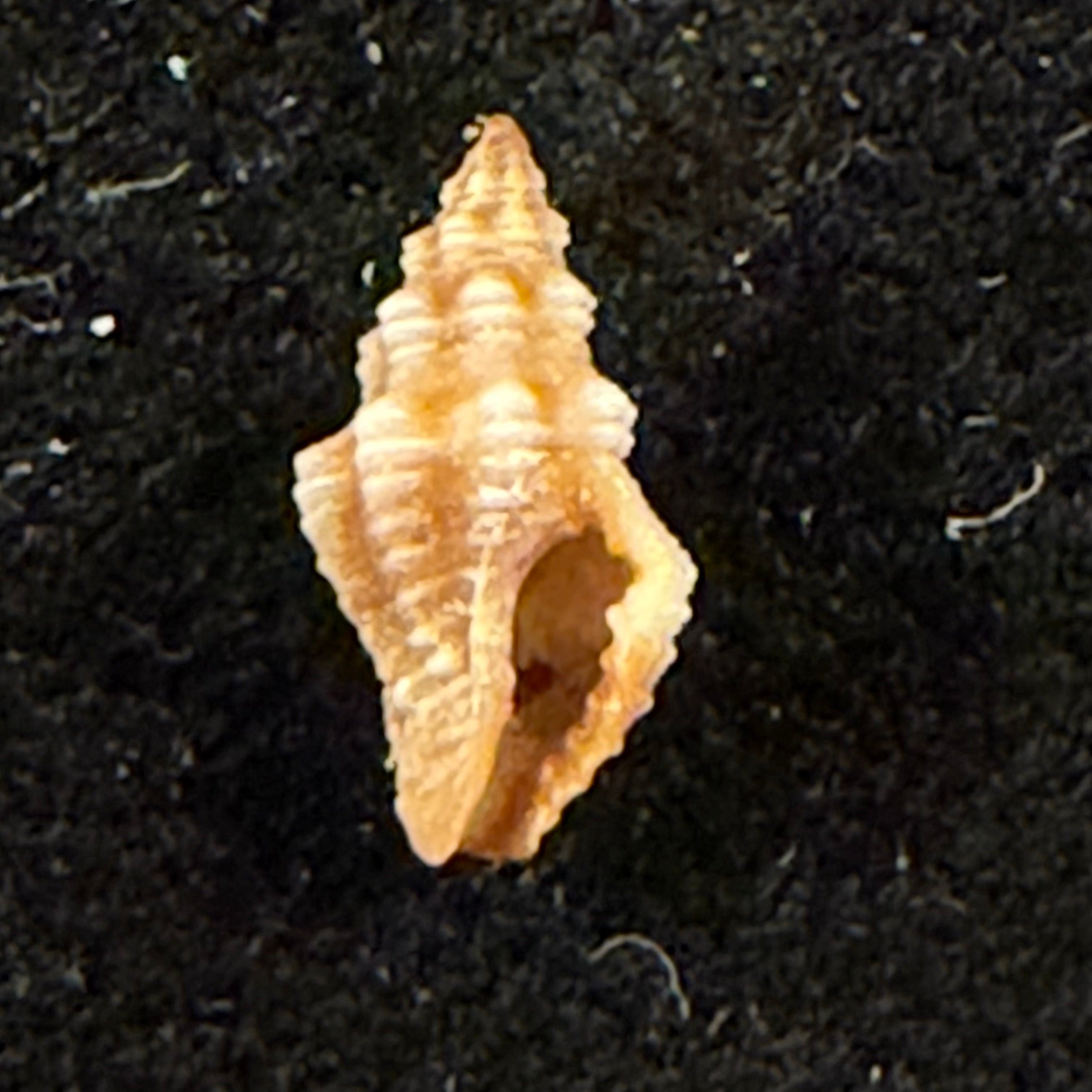 Enginella leucozona (R. A. Philippi, 1844) - 9,2mm