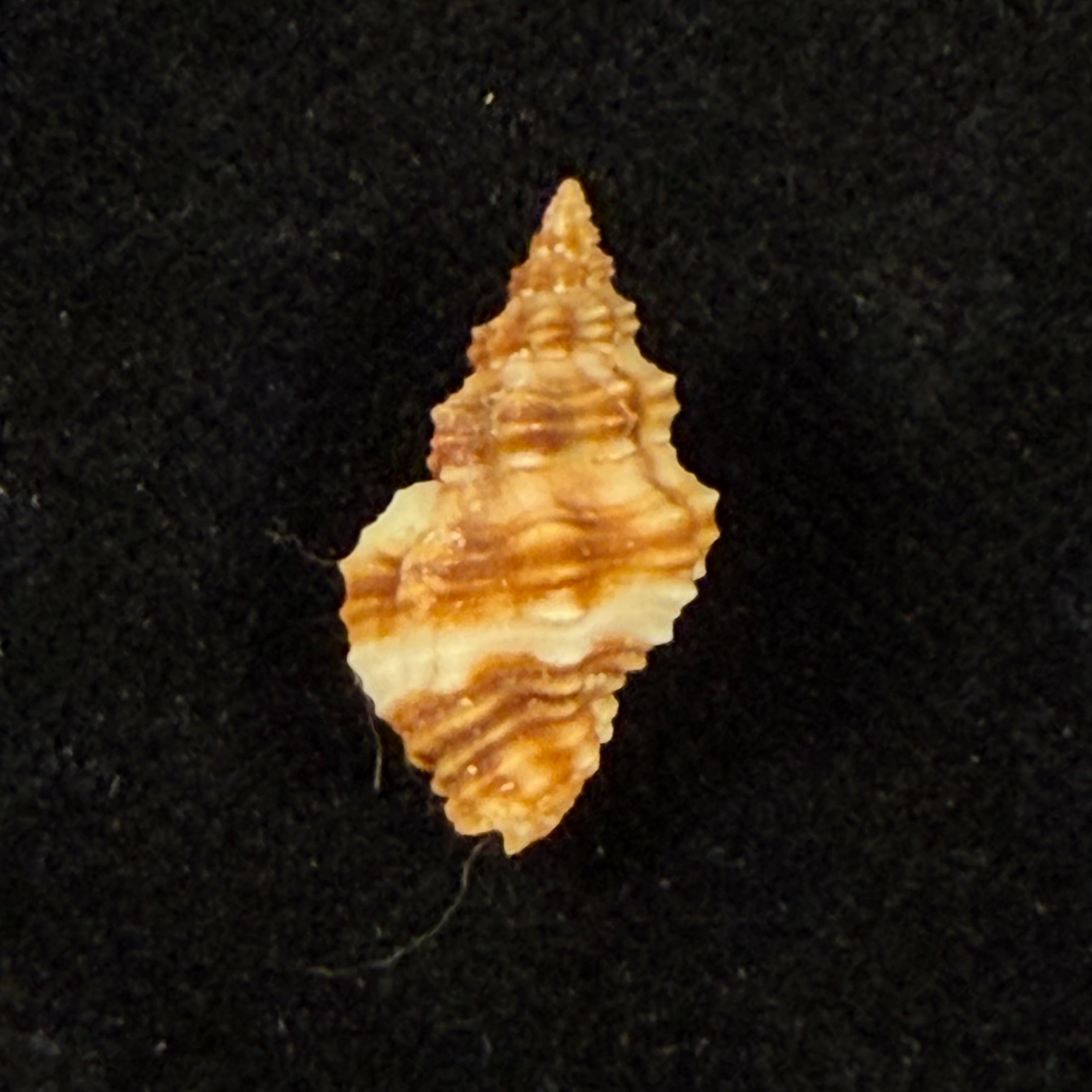 Hesperisternia karinae (Nowell-Usticke, 1959) - 17,9mm