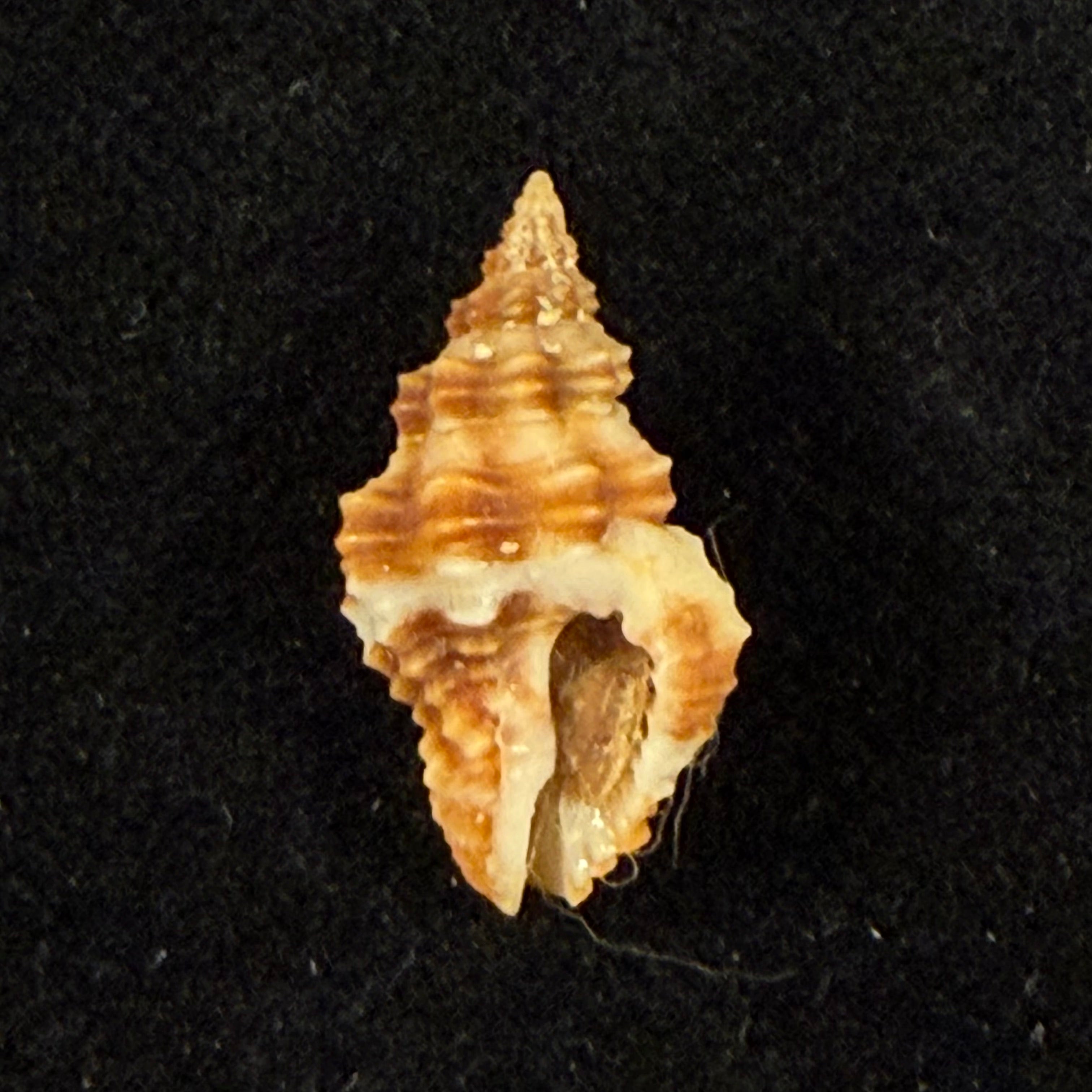 Hesperisternia karinae (Nowell-Usticke, 1959) - 17,9mm