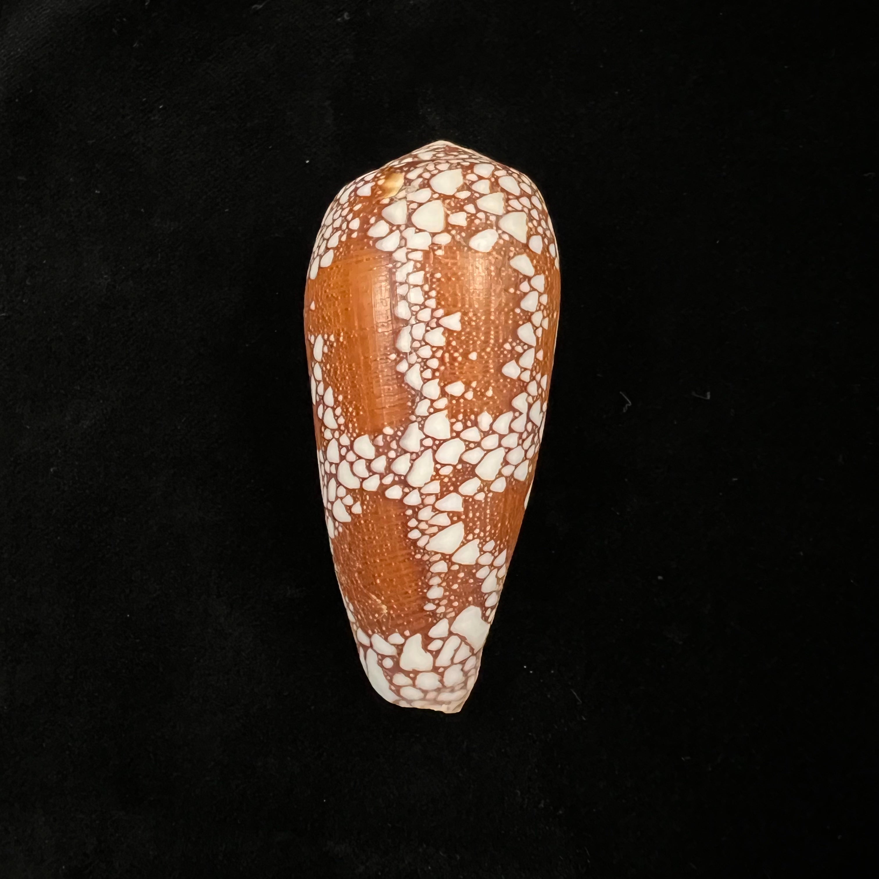 Bruguière 的 Conus omaria Hwass,1792 年 - 46.6 毫米