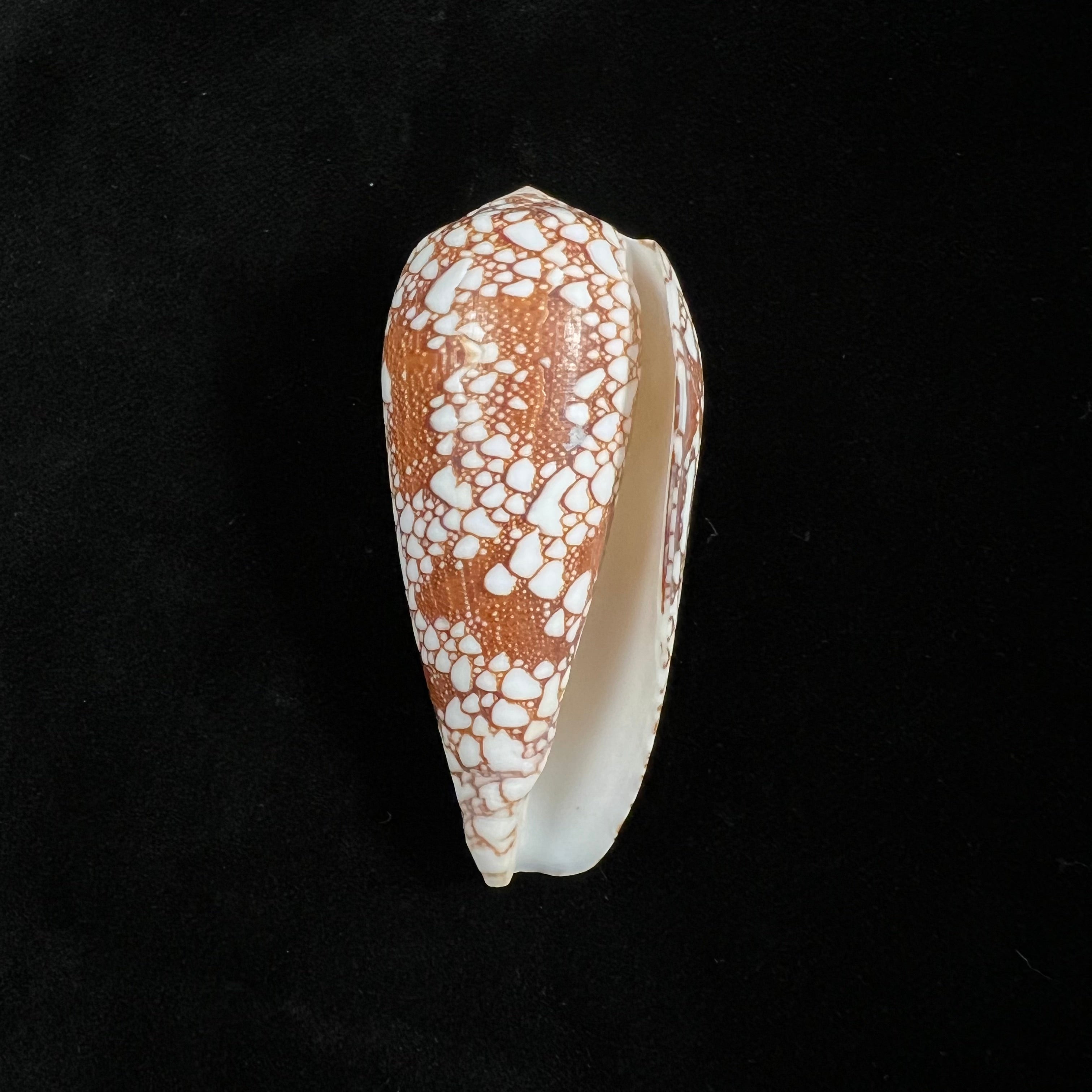 Bruguière 的 Conus omaria Hwass,1792 年 - 46.6 毫米