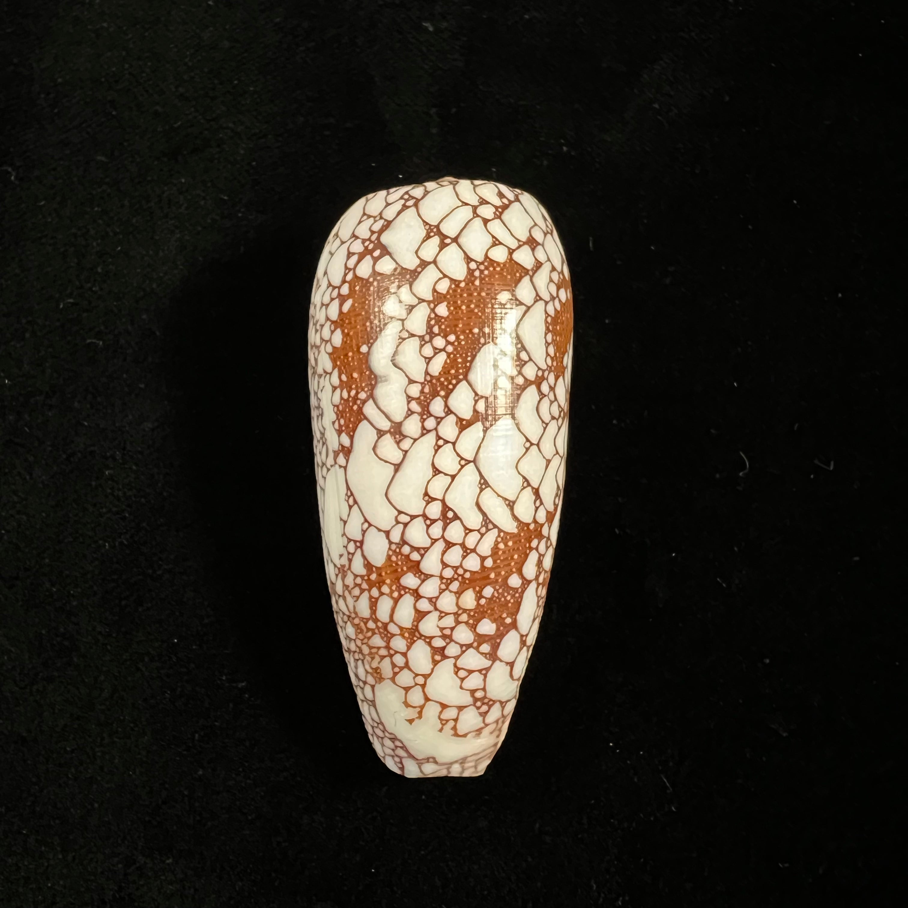 芋螺(Conus omaria) Hwass in Bruguière, 1792 - 43,4mm