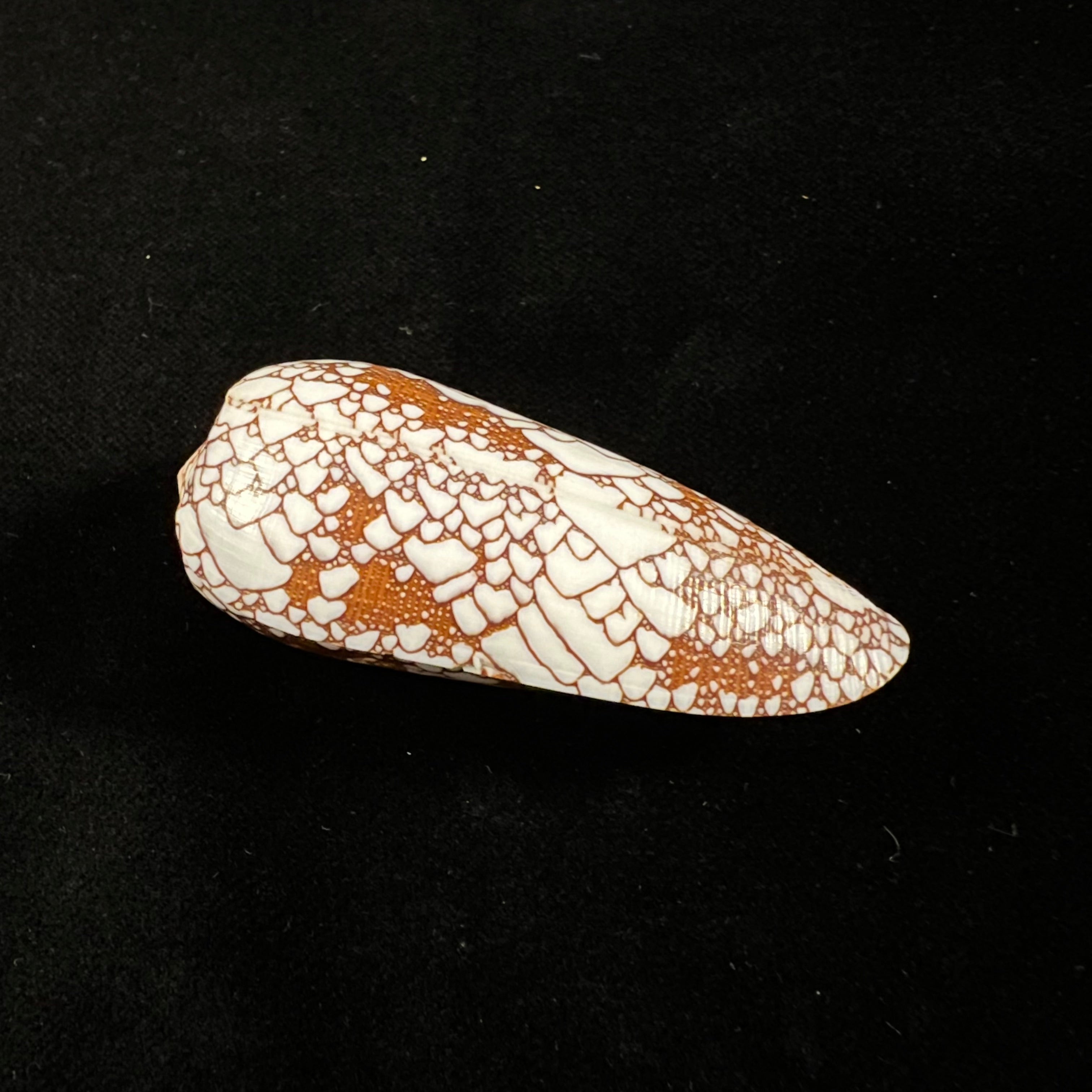 芋螺(Conus omaria) Hwass in Bruguière, 1792 - 43,4mm