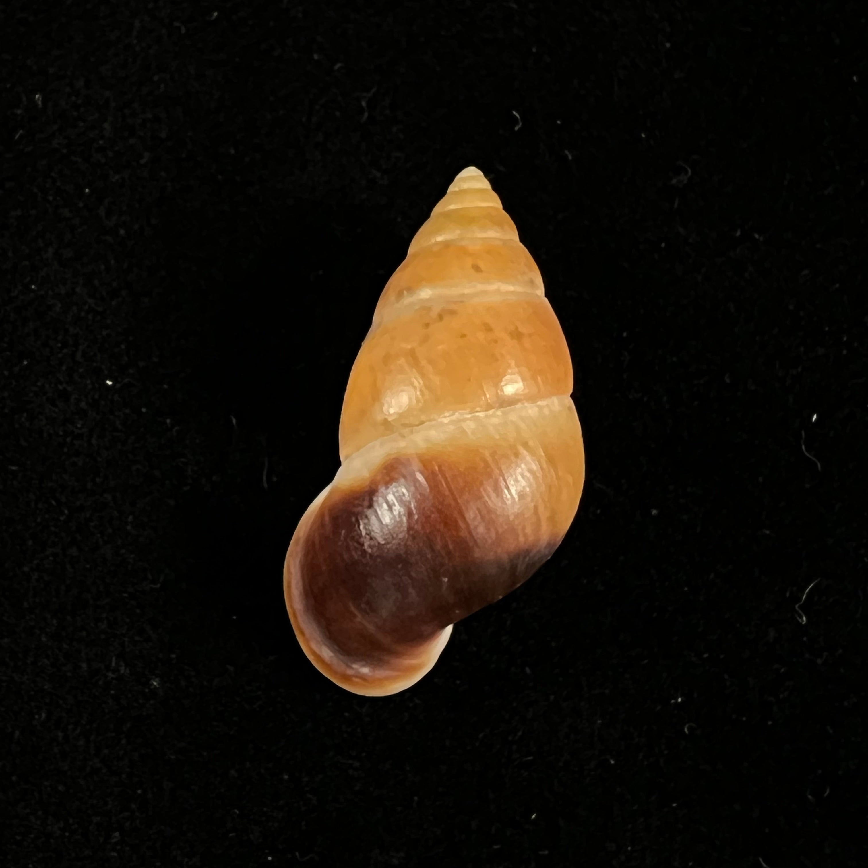 Hainesia crocea(GB Sowerby I,1843)- 28,9毫米