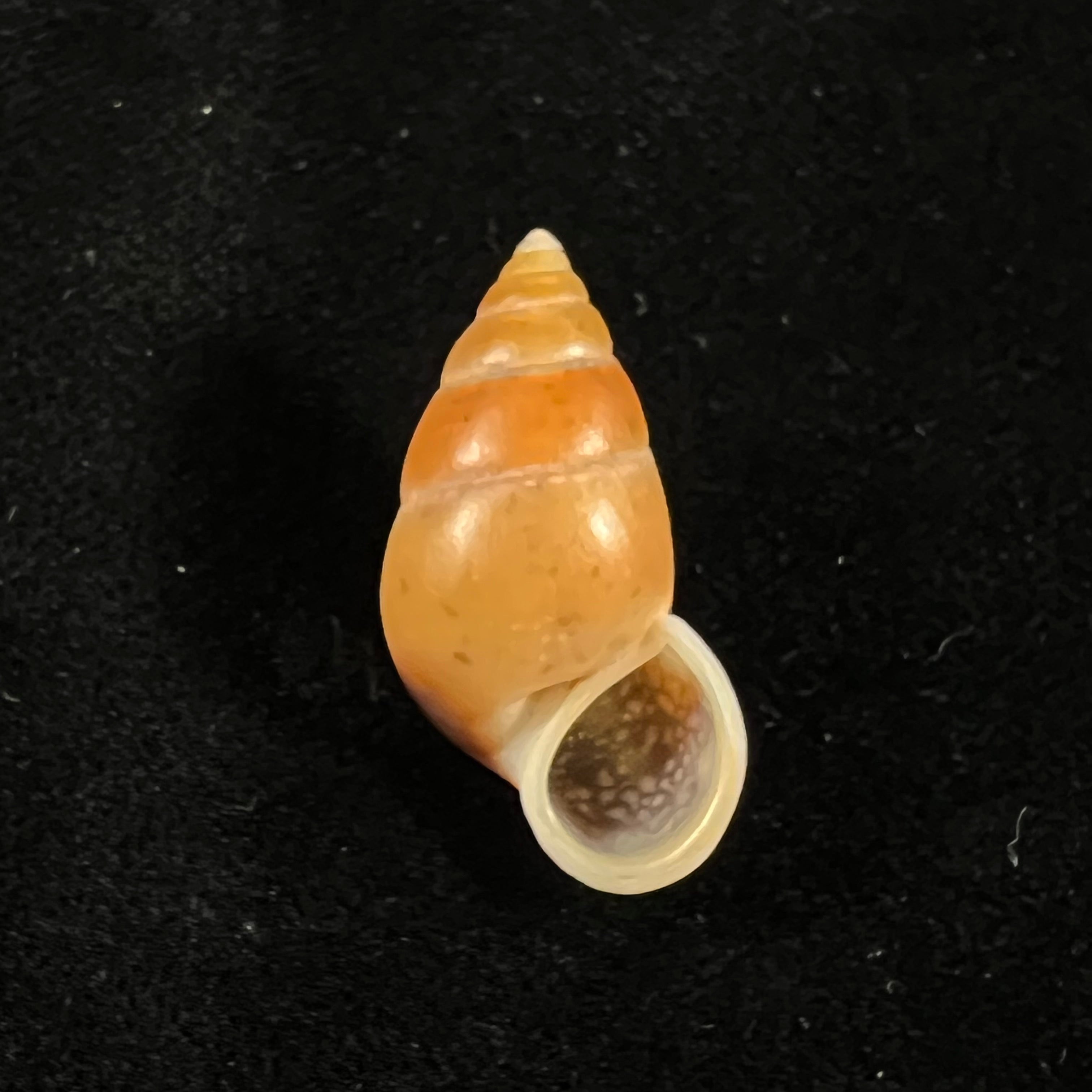 Hainesia crocea(GB Sowerby I,1843)- 28,9毫米