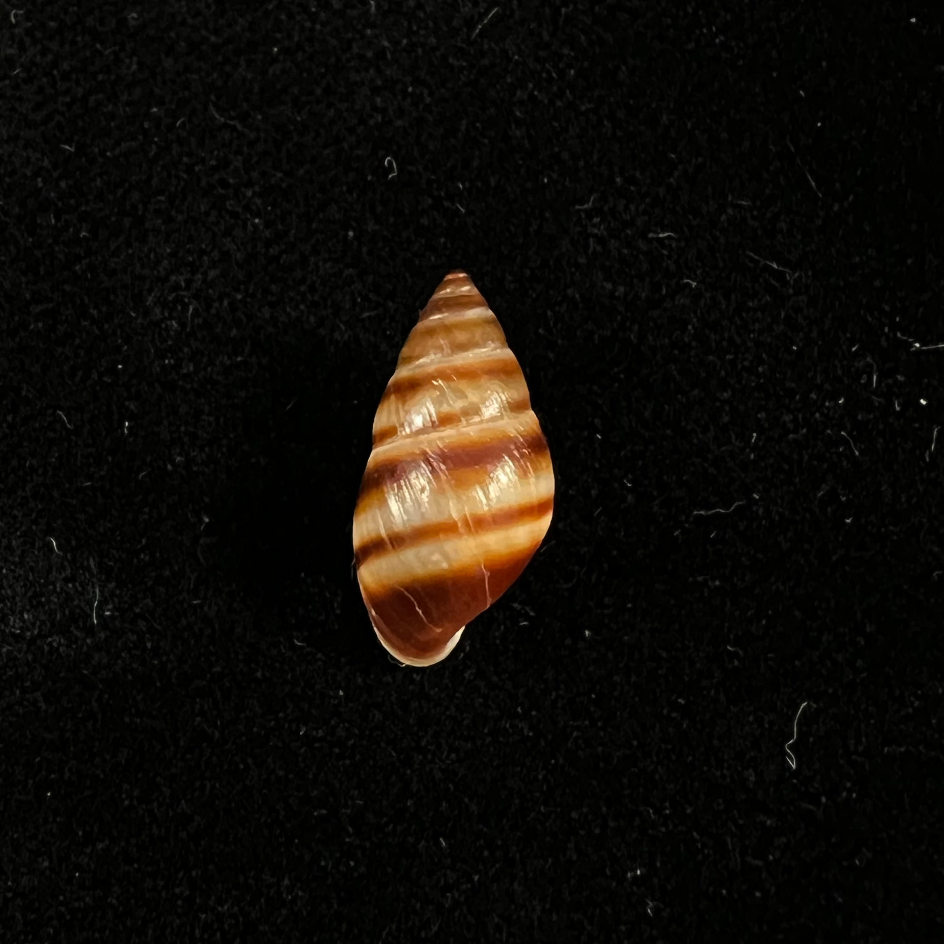 Bulimulus guadalupensis (Bruguière, 1789) - 17 毫米