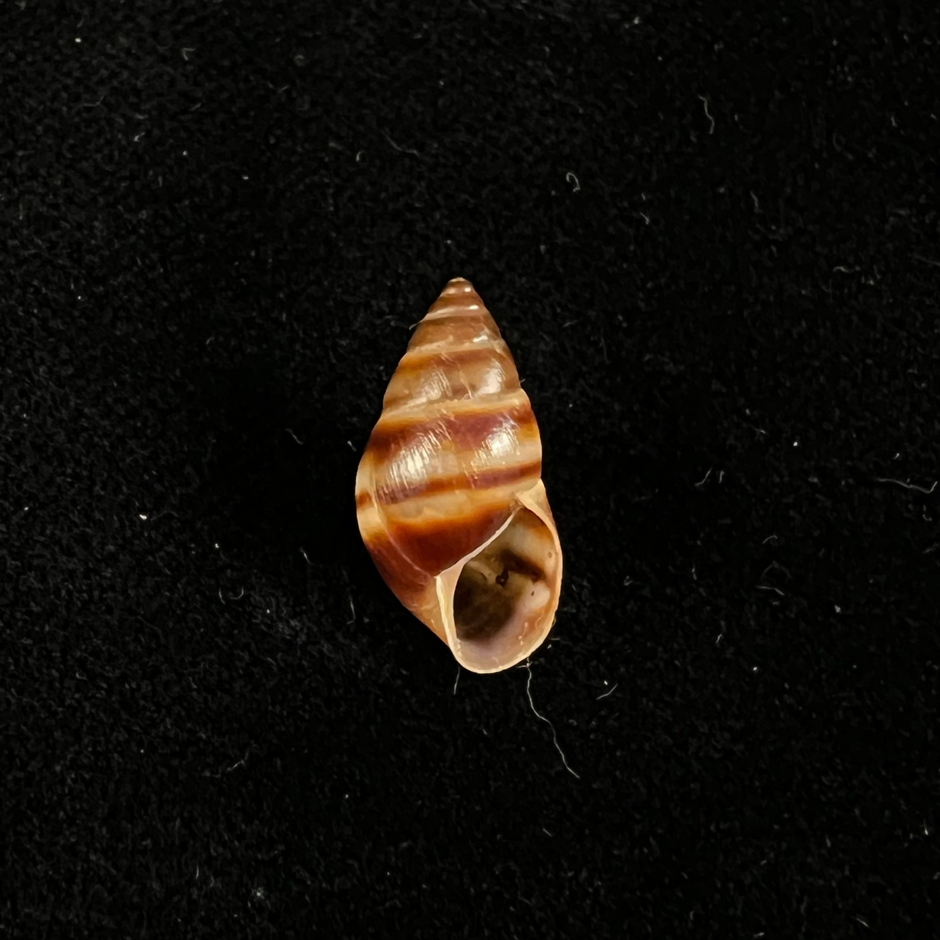 Bulimulus guadalupensis (Bruguière, 1789) - 17 毫米