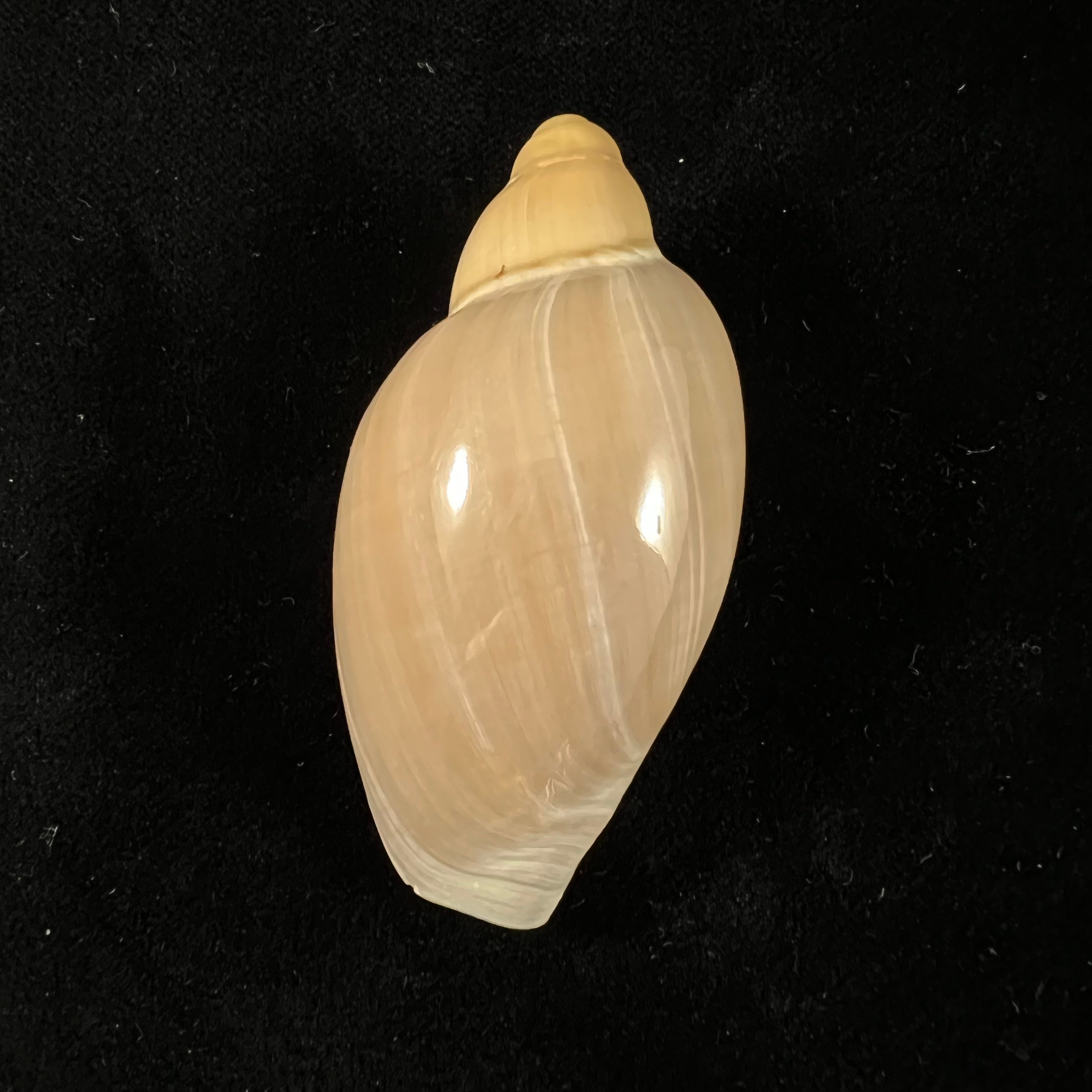 Marginellona gigas Martens,1904年 - 61,5毫米