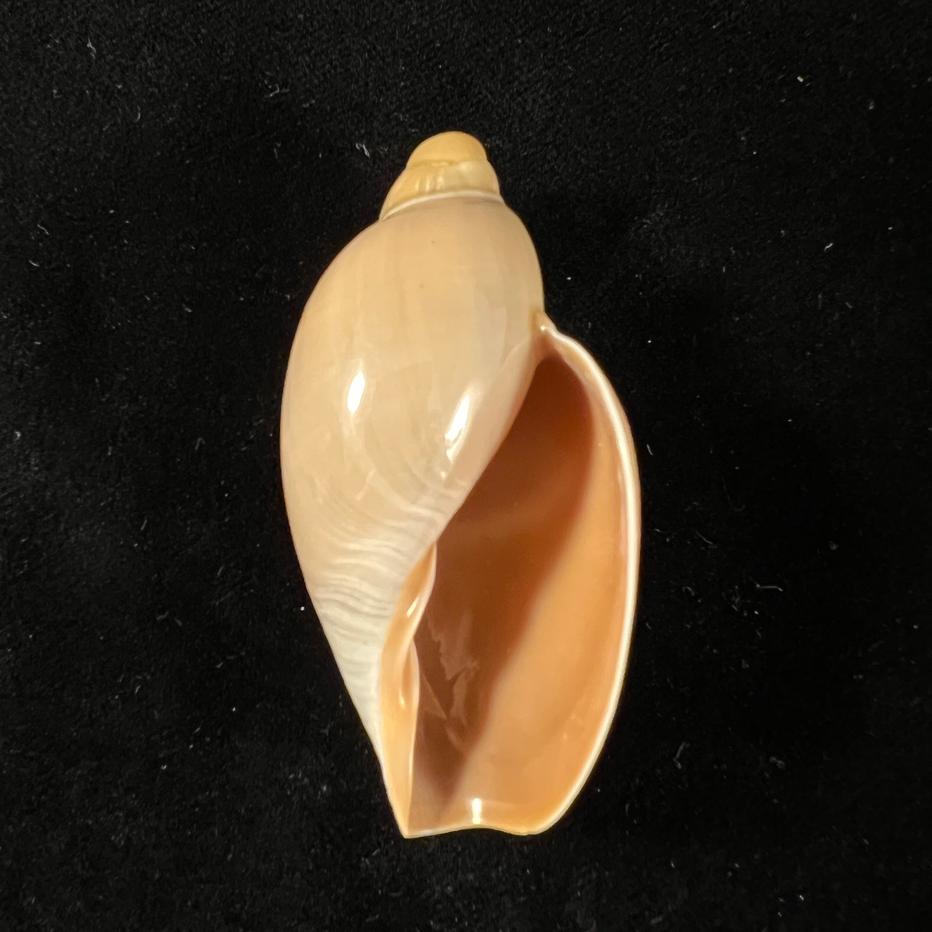 Marginellona gigas Martens,1904年 - 61,5毫米