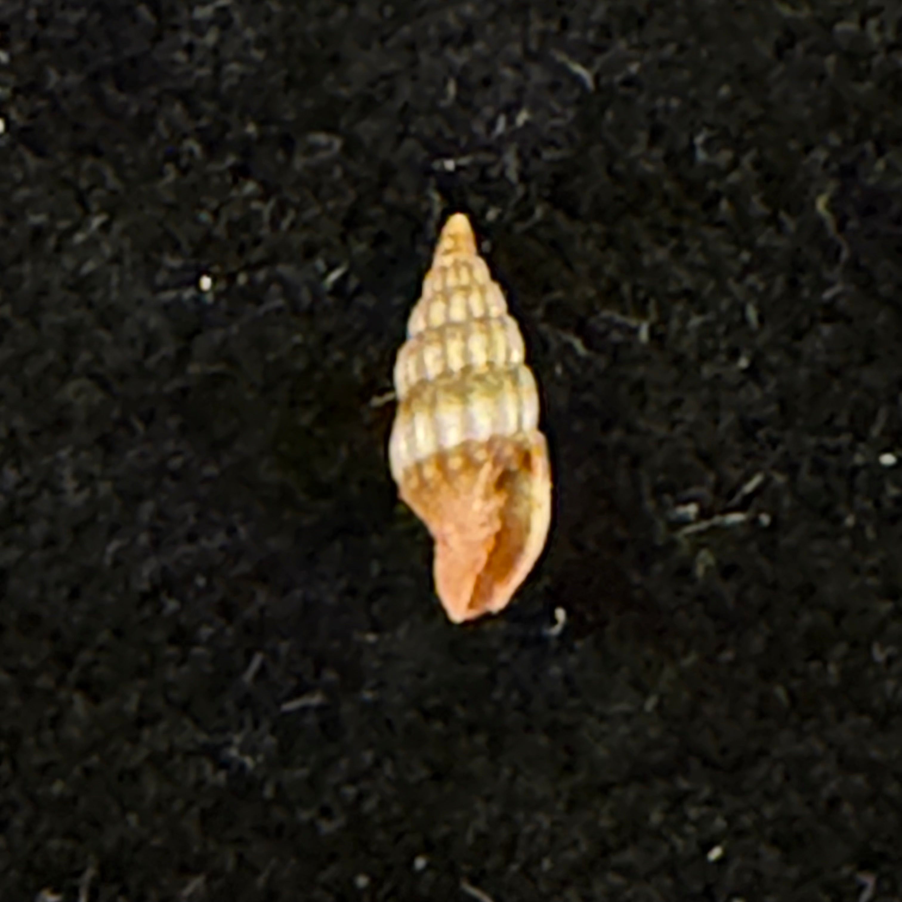 Vexillum diutenerum (Hervier, 1897) - 6mm