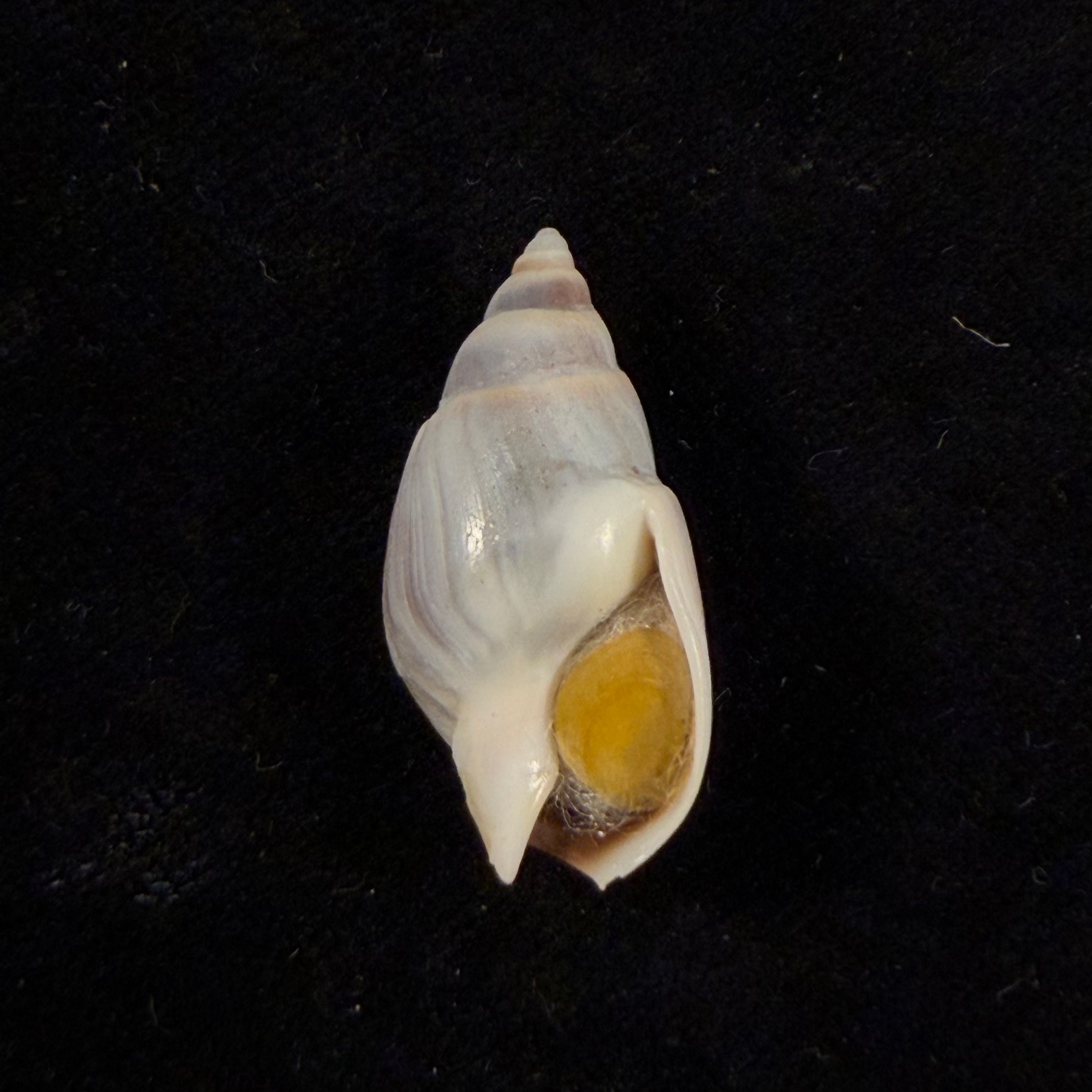 Buccinastrum duartei (Klappenbach, 1961) - 28,2mm