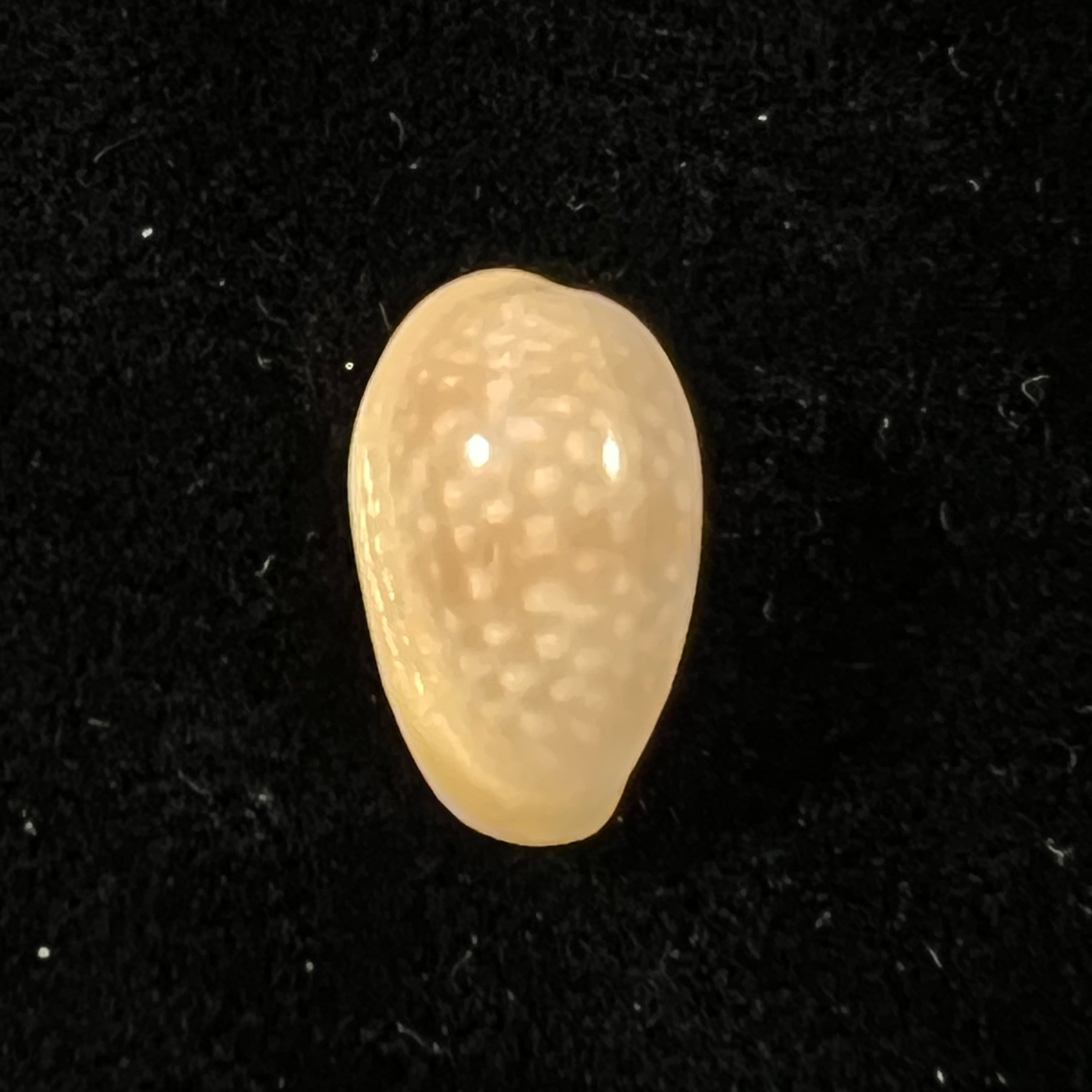 Bullata largillieri (Kiener, 1841) - 15,5mm