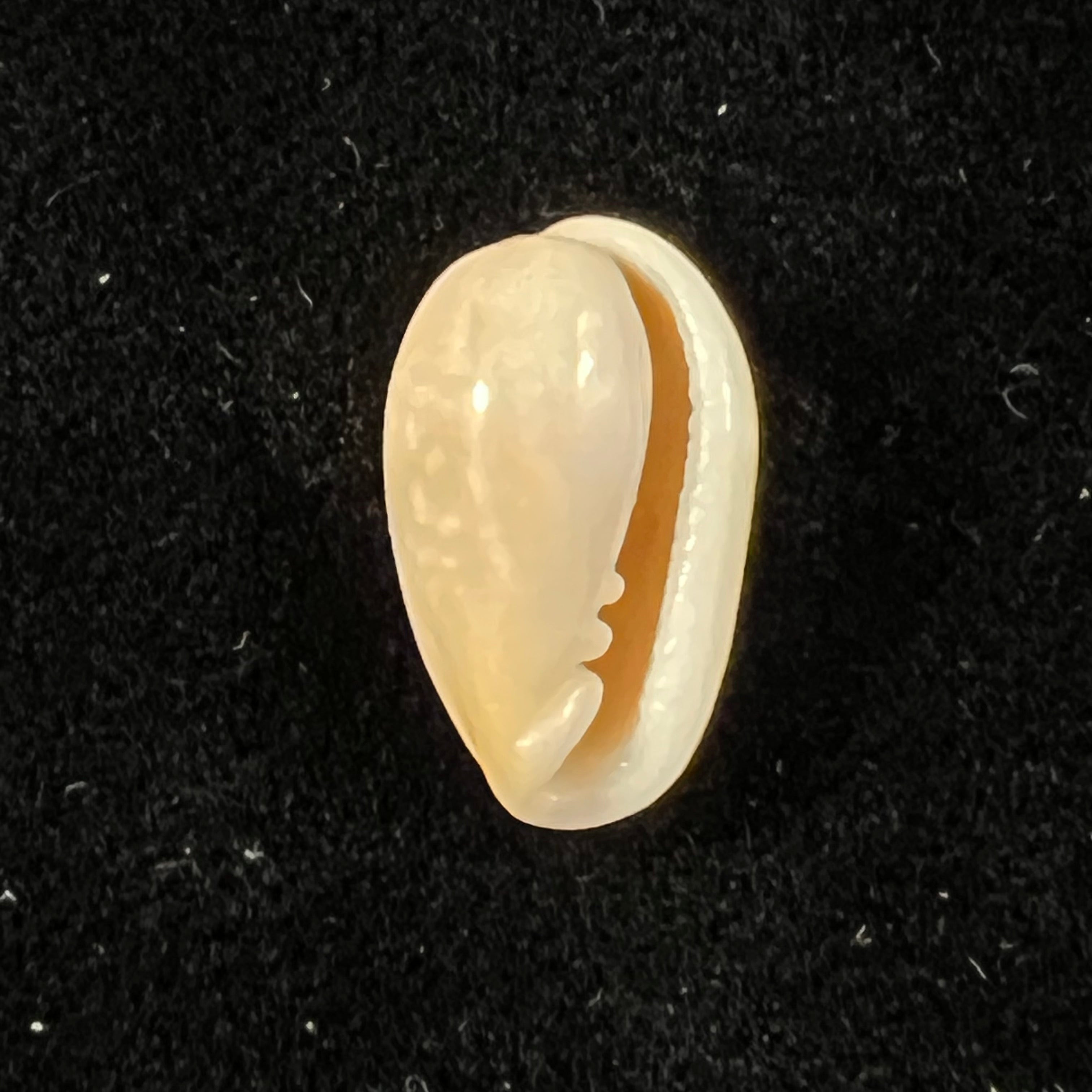 Bullata largillieri (Kiener, 1841) - 15,5mm