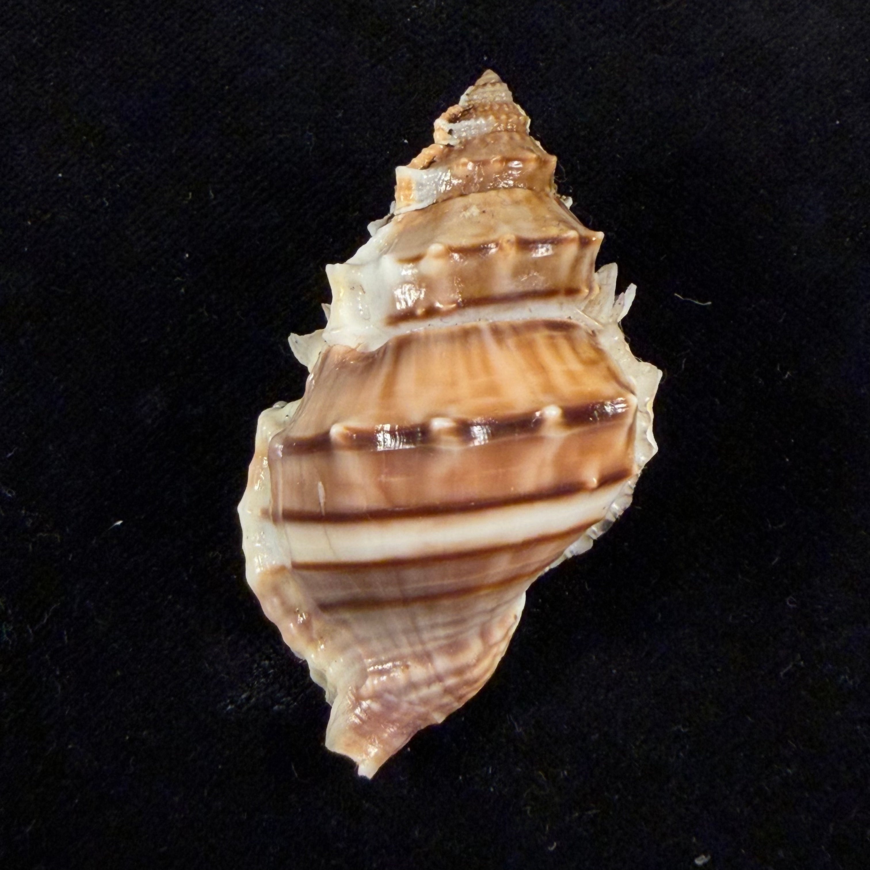 Marsupina nana (Broderip & G. B. Sowerby I, 1829) - 52,3mm