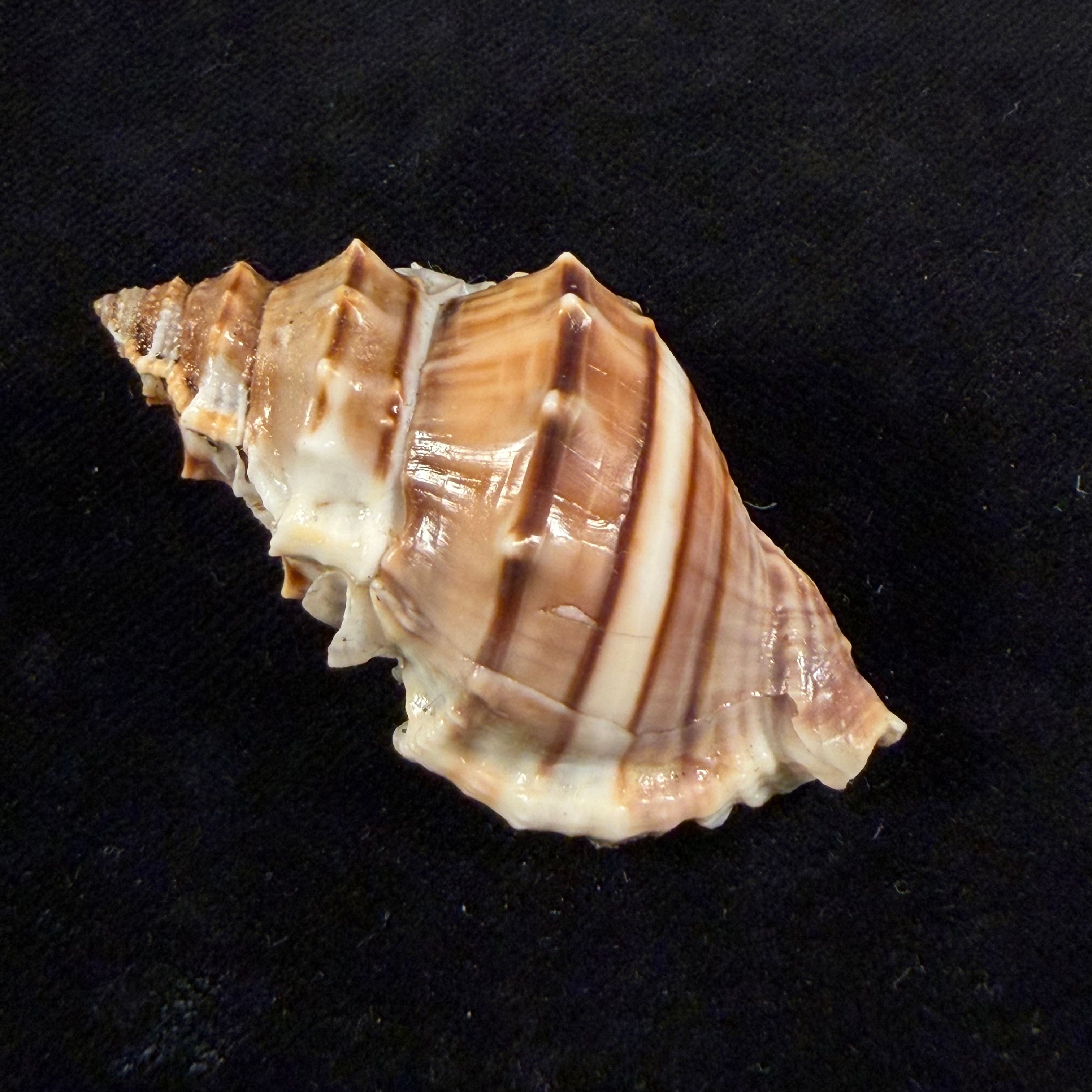 Marsupina nana (Broderip & G. B. Sowerby I, 1829) - 52,3mm