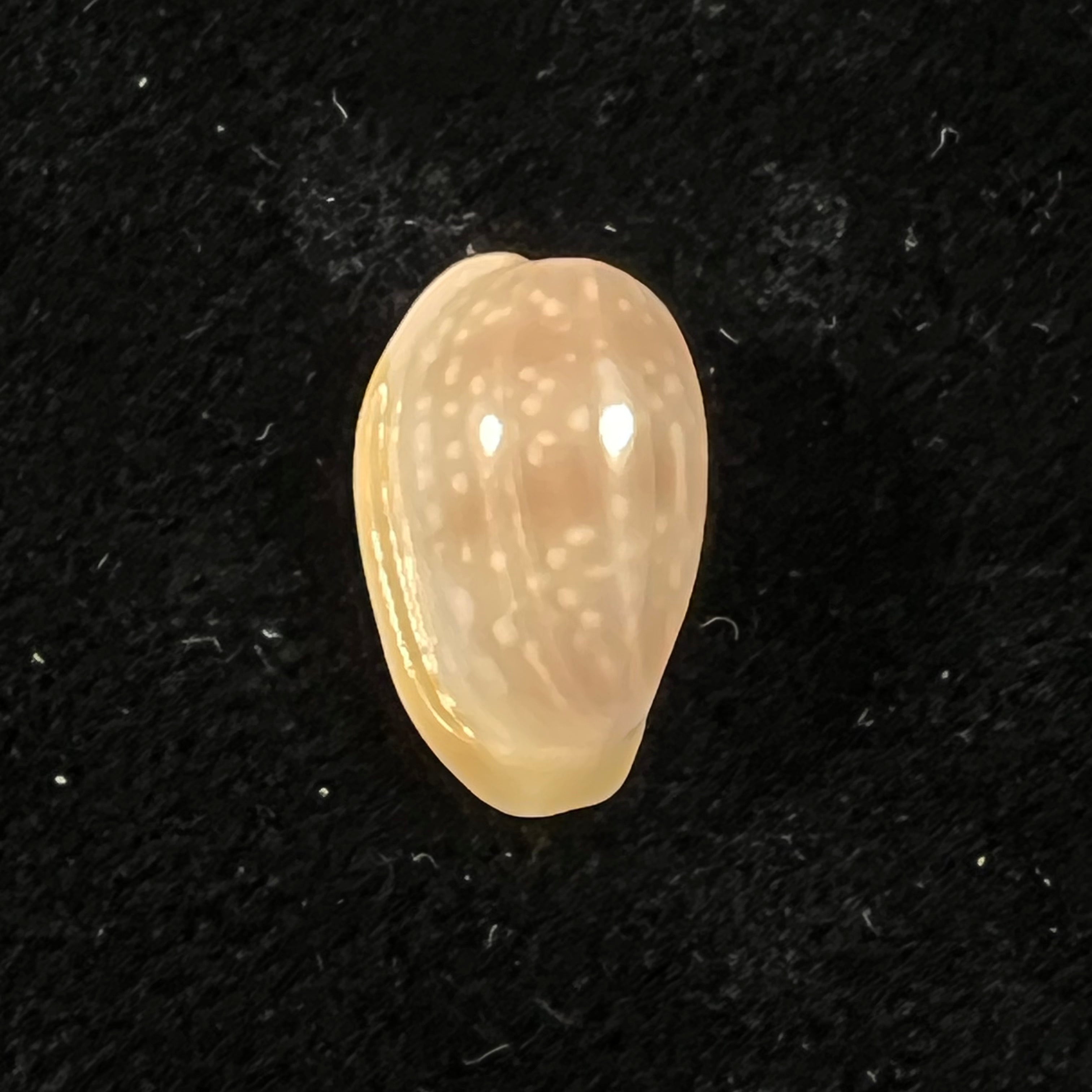 Bullata largillieri (基纳, 1841) - 14,7mm