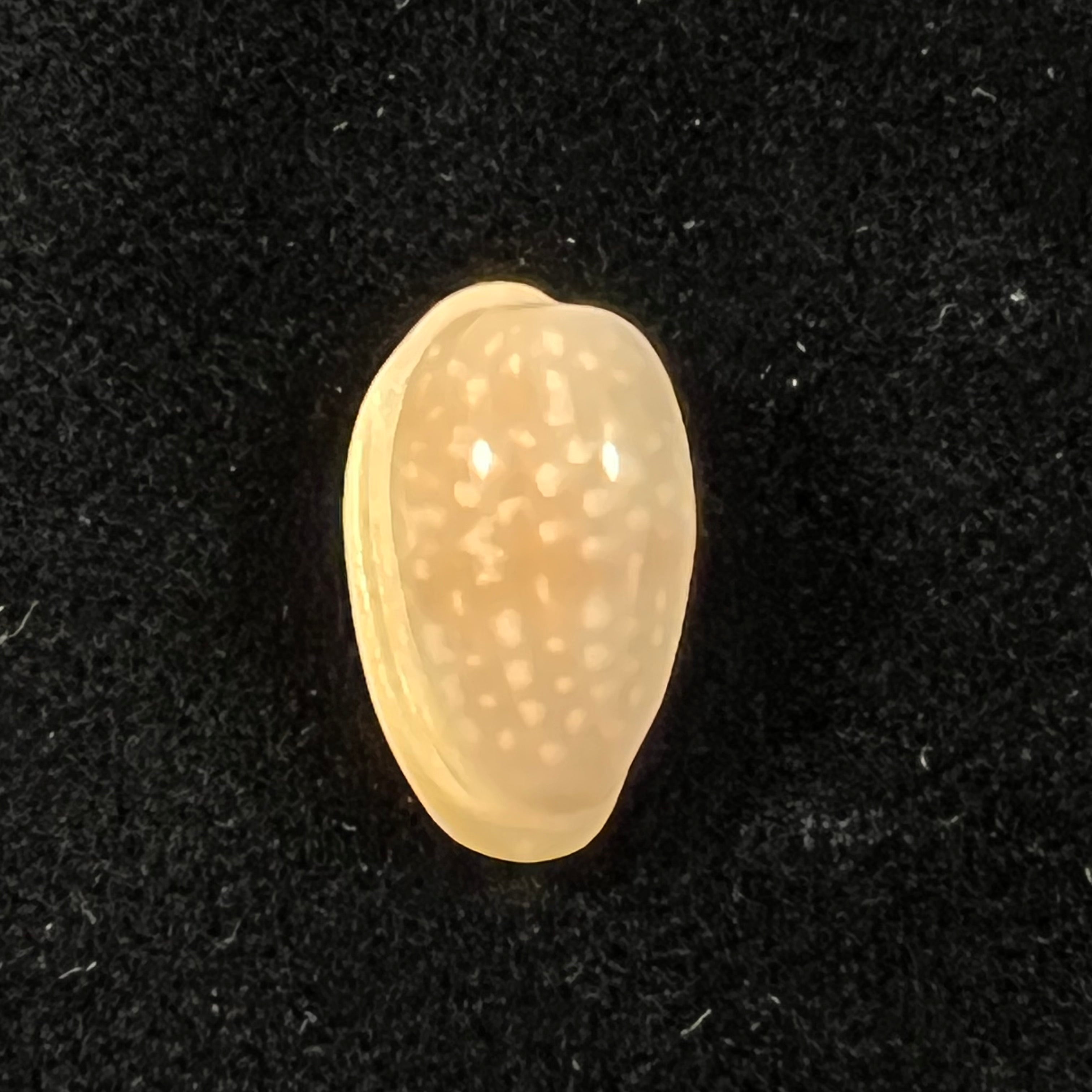 Bullata largillieri (Kiener, 1841) - 16,3mm