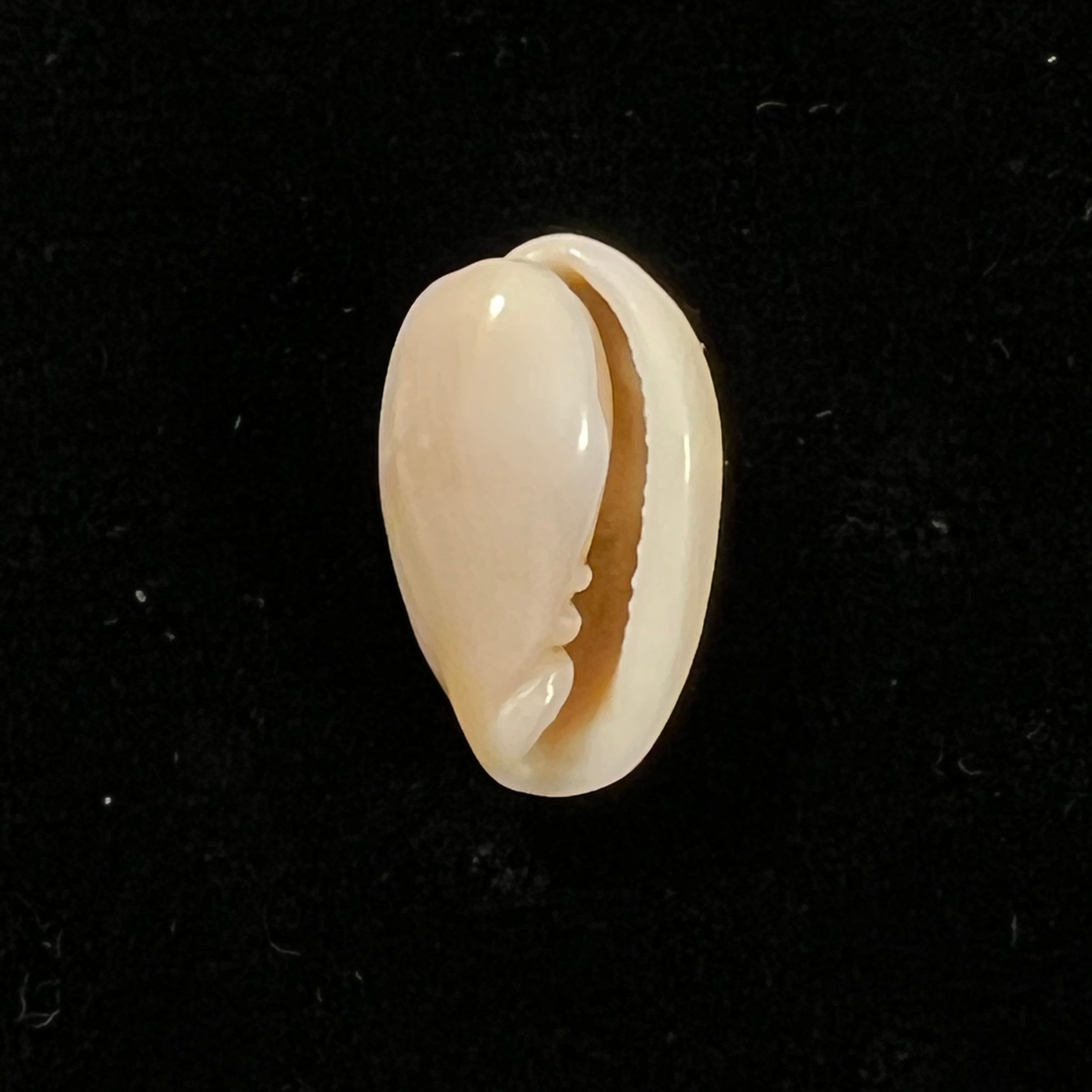 Bullata largillieri (Kiener, 1841) - 16,3mm