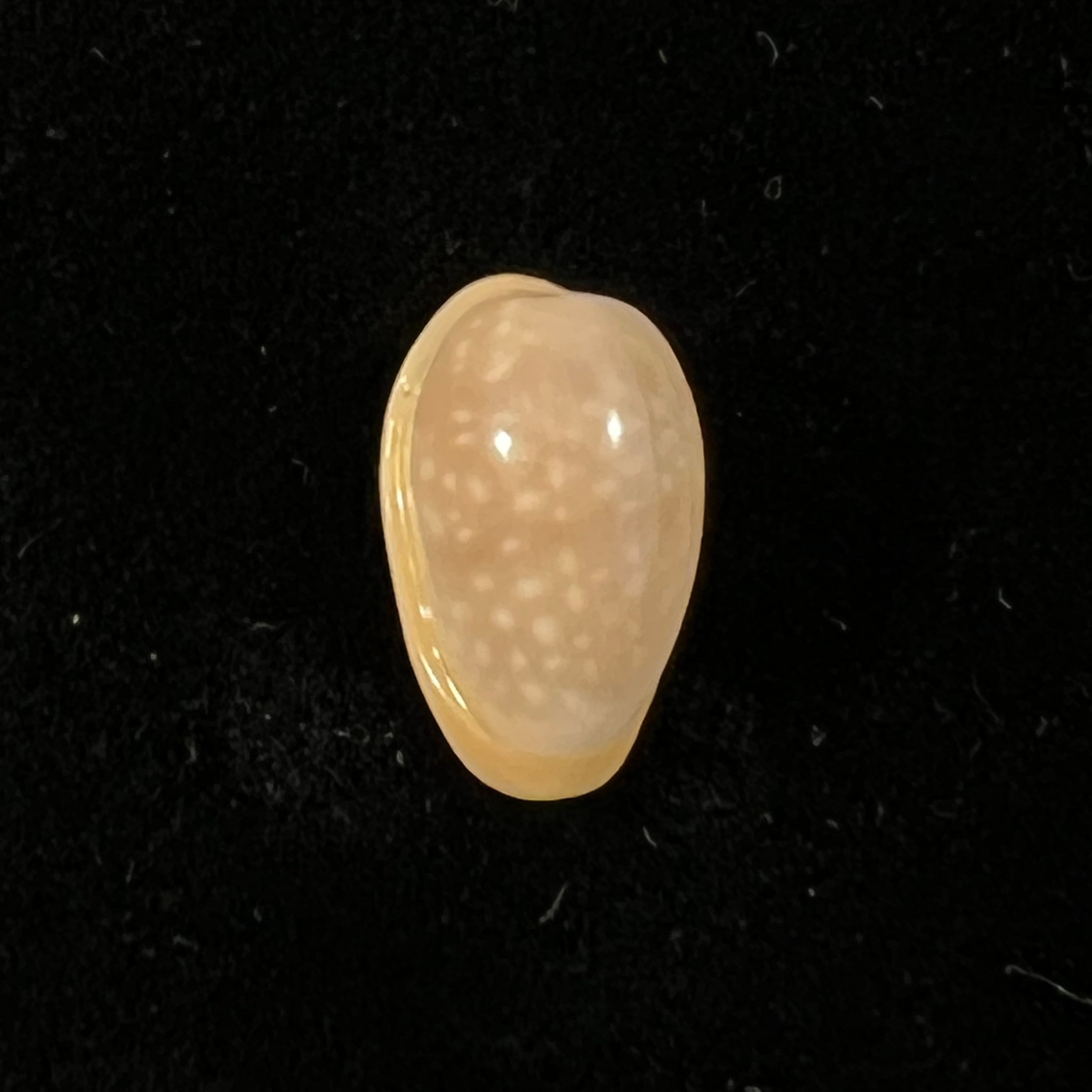 Bullata largillieri (基纳, 1841) - 15,4mm