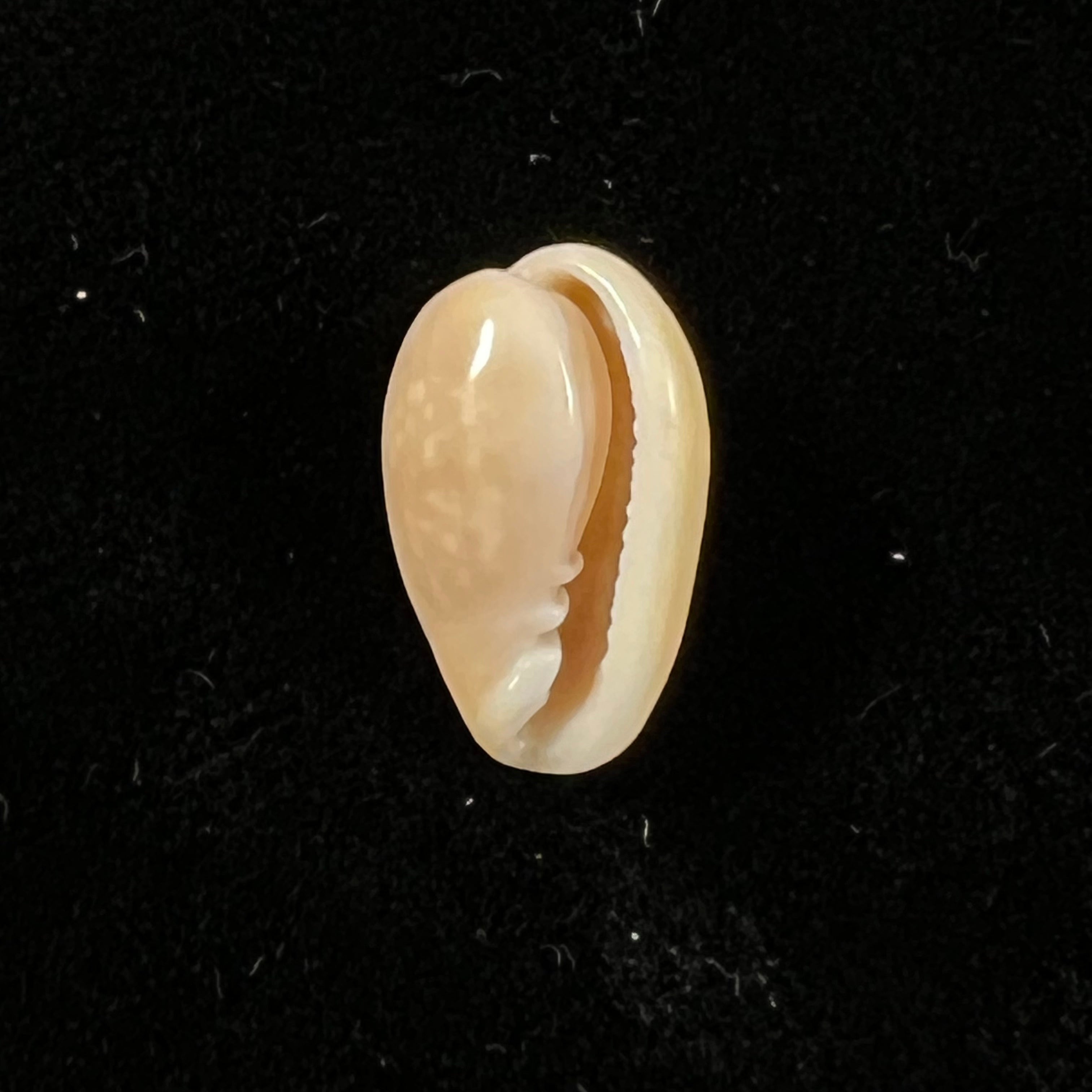 Bullata largillieri (基纳, 1841) - 15,4mm