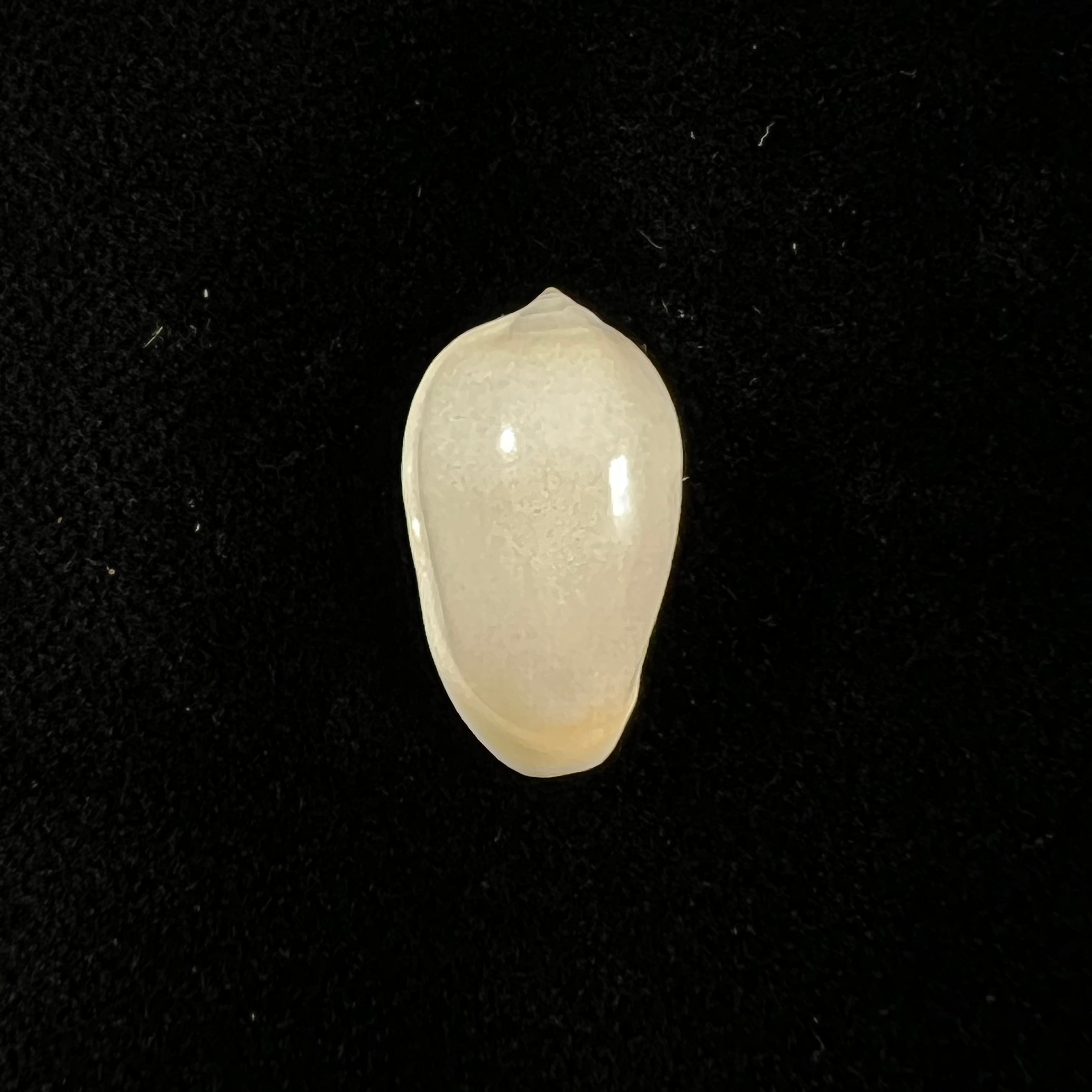 Prunum amygdalum (Kiener, 1841) - 17,6mm
