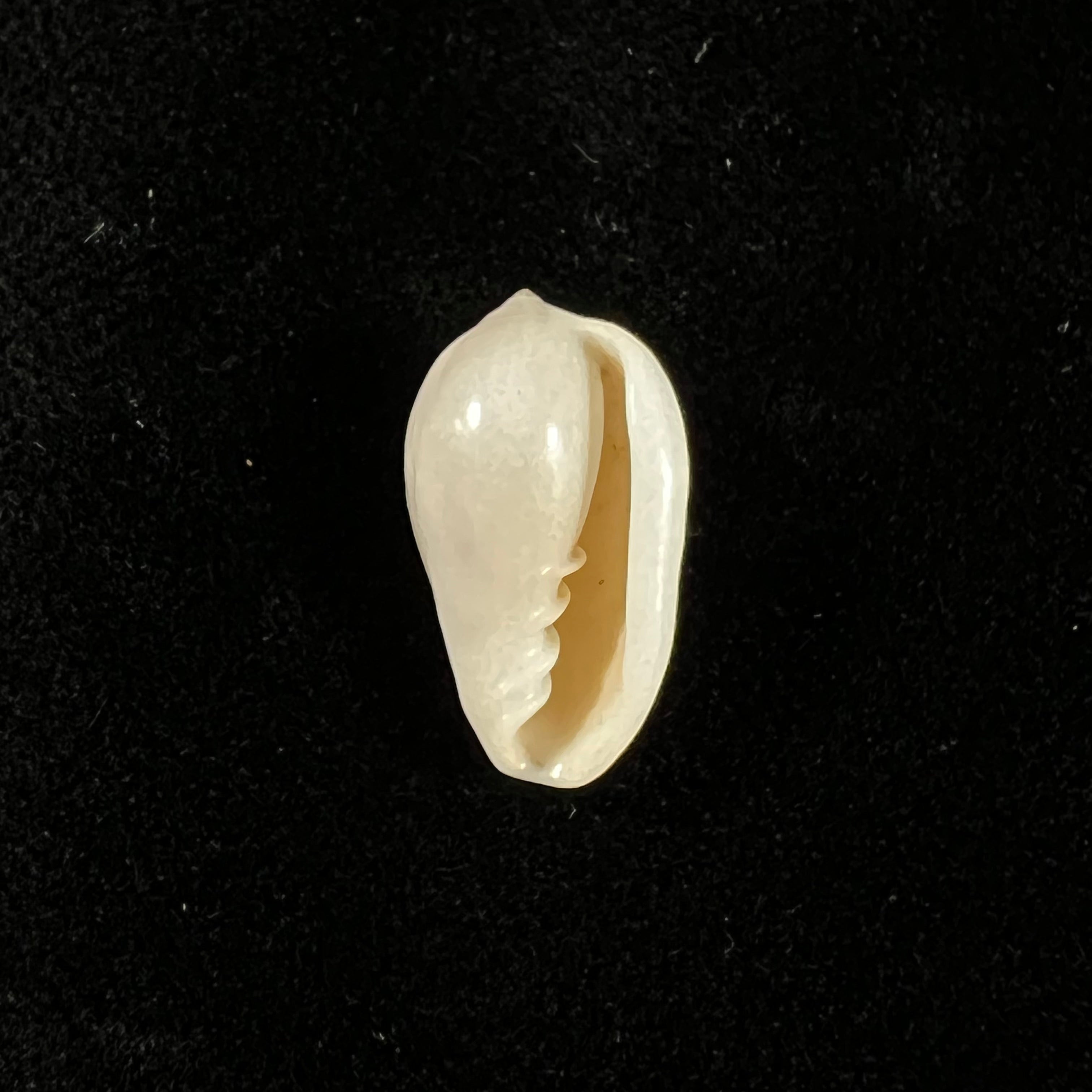 Prunum amygdalum (Kiener, 1841) - 17,6mm