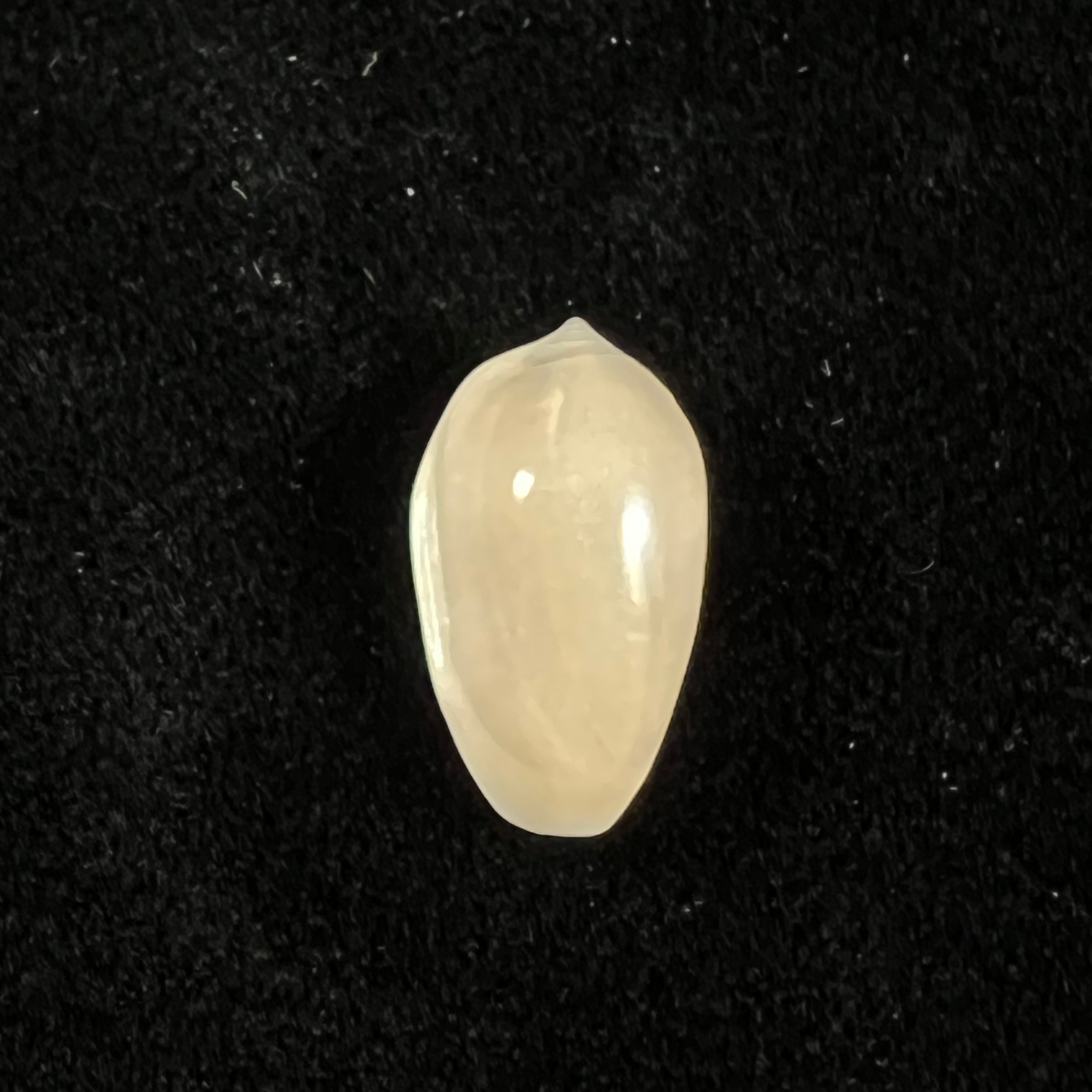Prunum amygdalum (Kiener, 1841) - 15,5mm