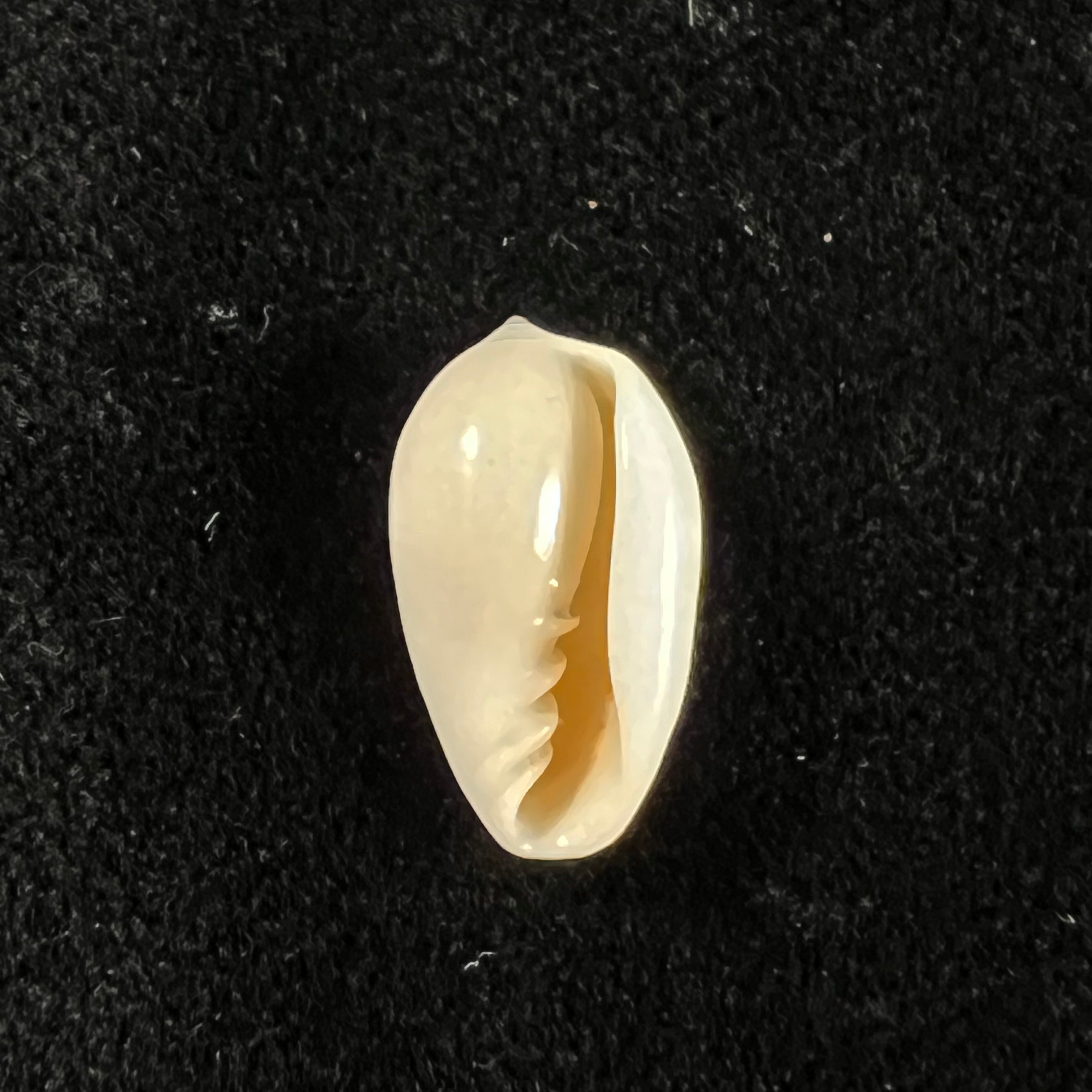 Prunum amygdalum (Kiener, 1841) - 15,5mm